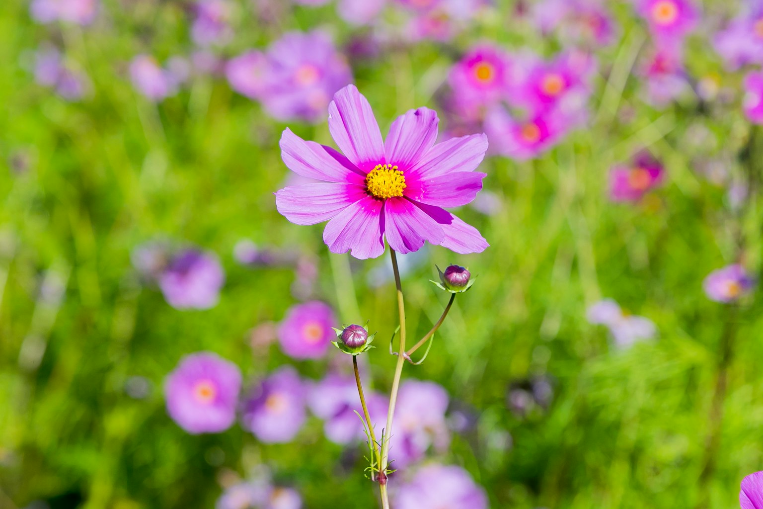 Une fleur violette vibrante se détache sur un fond de feuillage vert