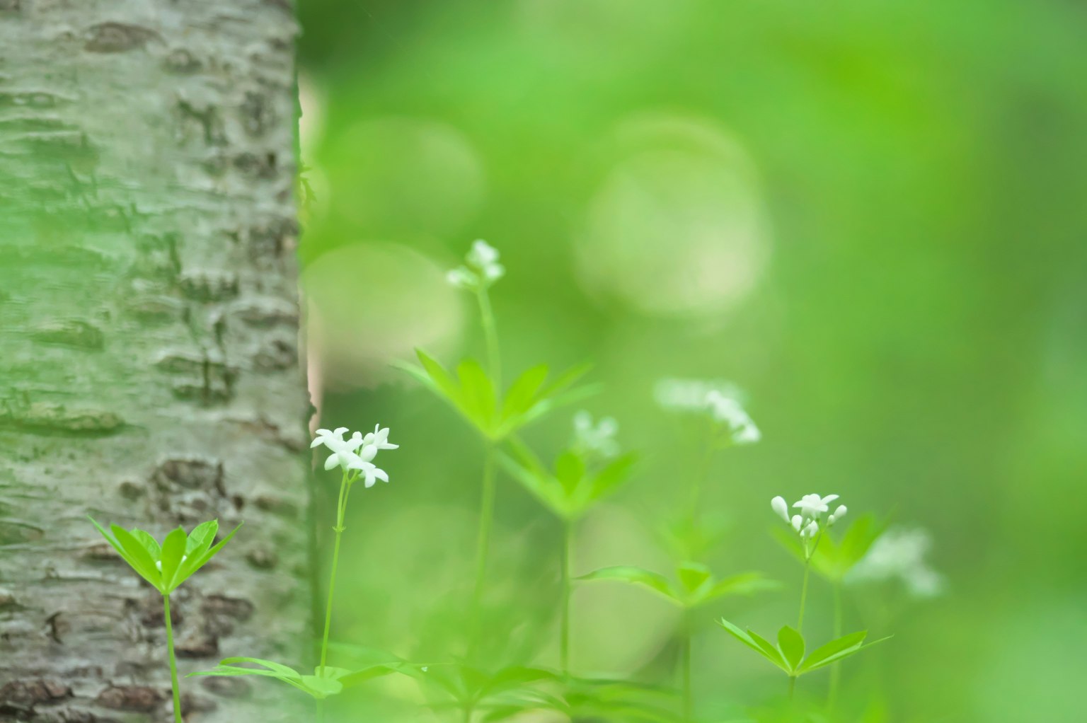 Naturszene mit kleinen weißen Blumen und Baumrinde vor grünem Hintergrund