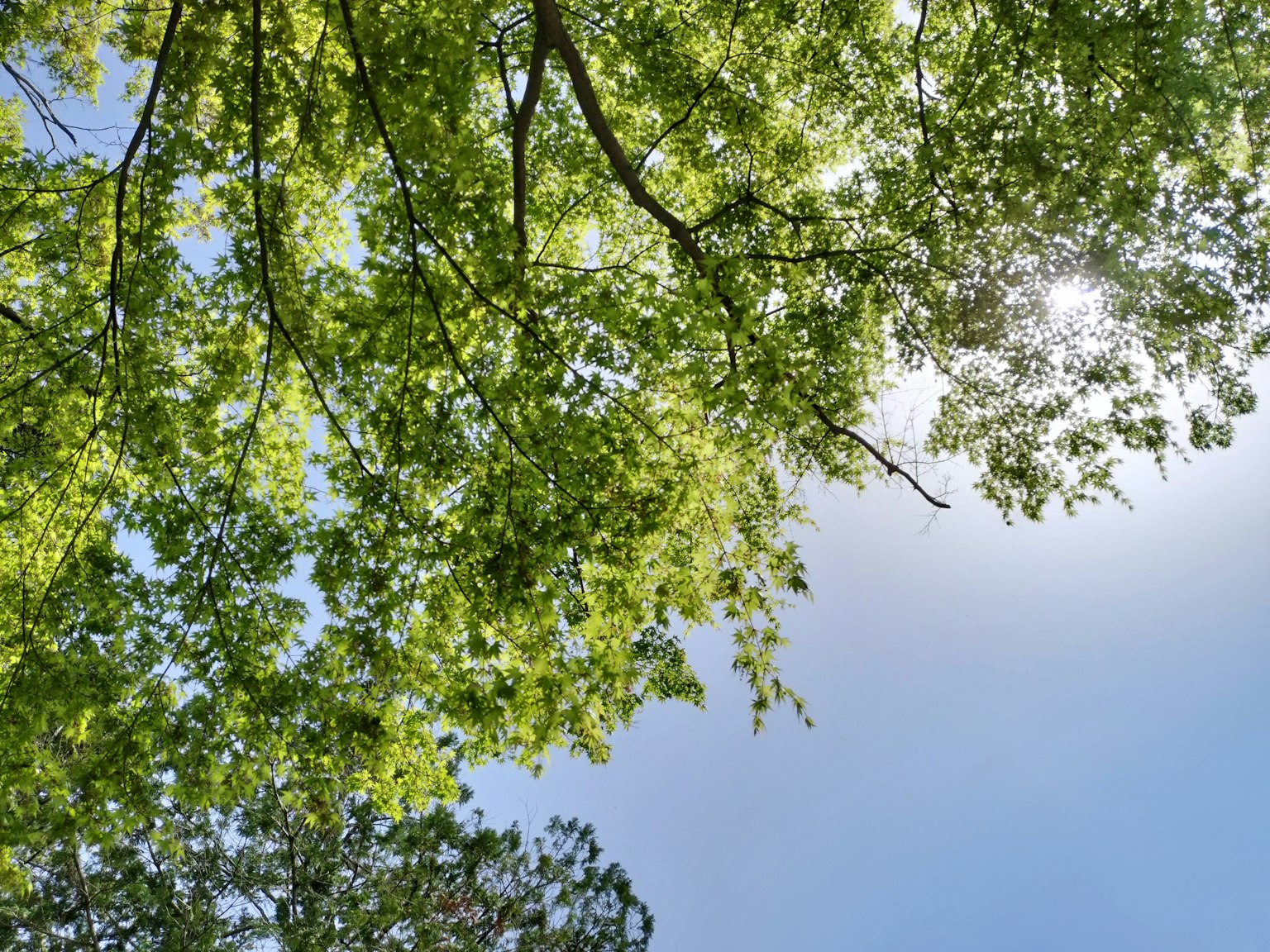 Vista di foglie verdi con cielo blu e luce solare