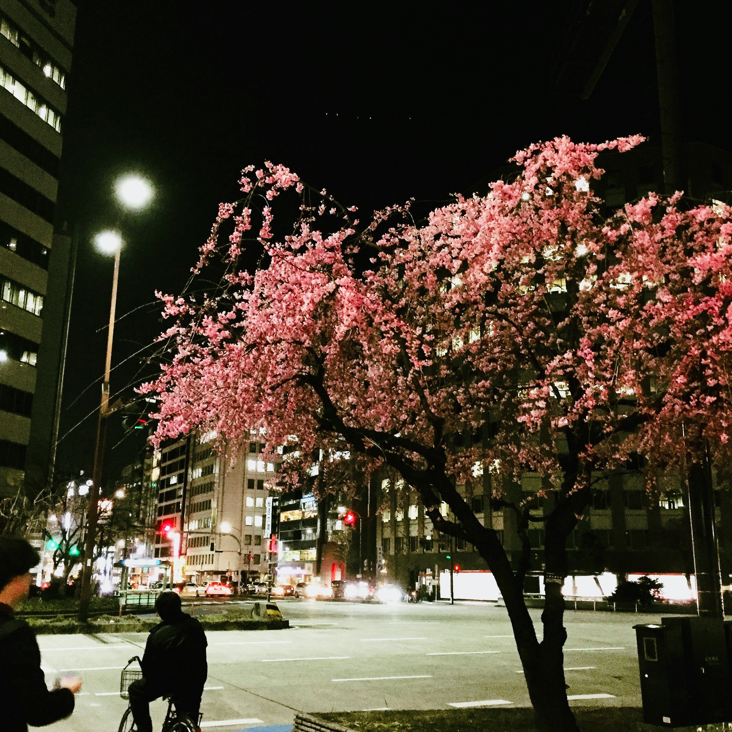 夜の街灯とピンクの桜並木がある交差点