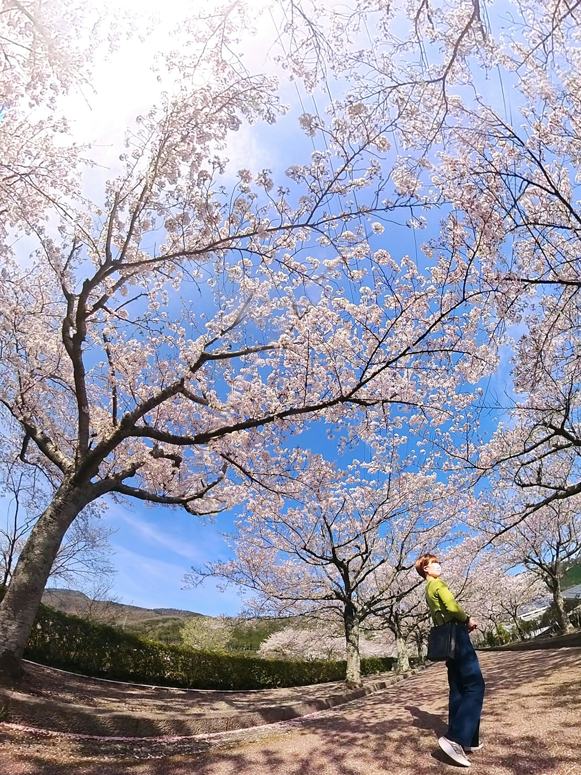 桜並木と青空の下で歩く人のある風景