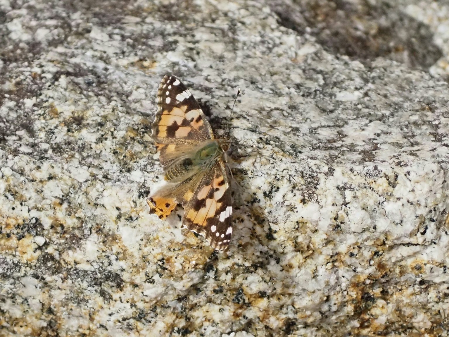 Schmetterling, der auf einem Stein mit komplizierten Mustern ruht