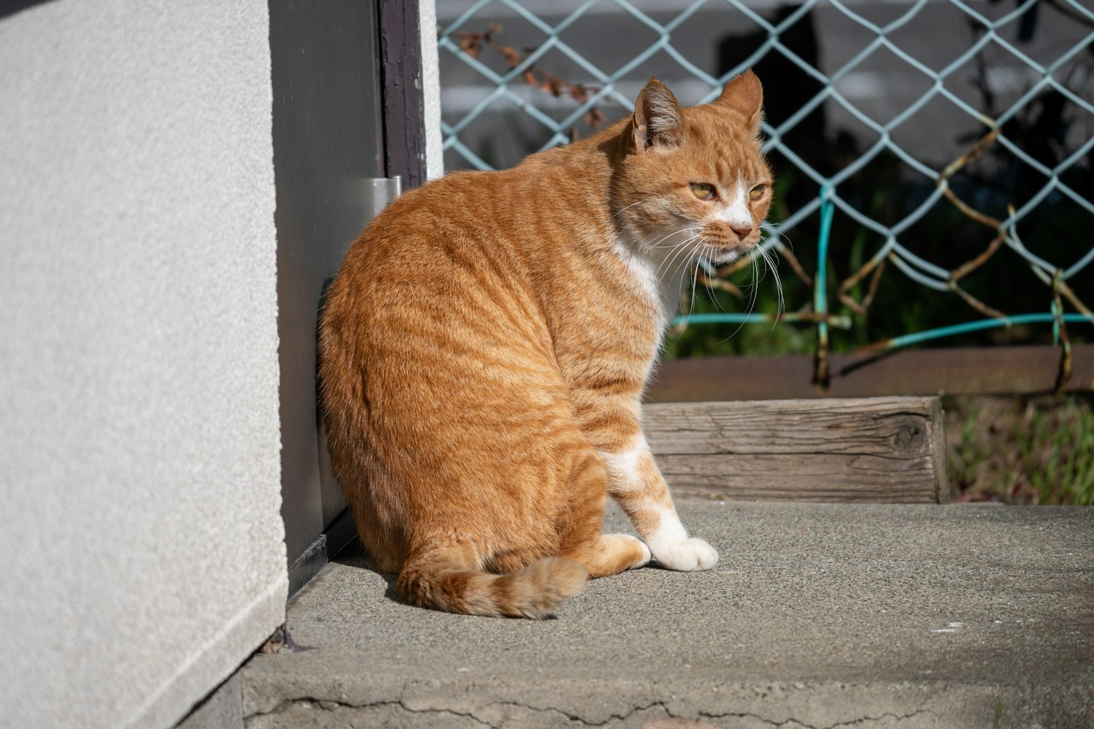 ์ฃผ๋ณ์ ๋ฒฝ ๊ทผ์ฒ์ ์์ ์๋ ์ค๋ ์ง์ ๊ณ ์์ด