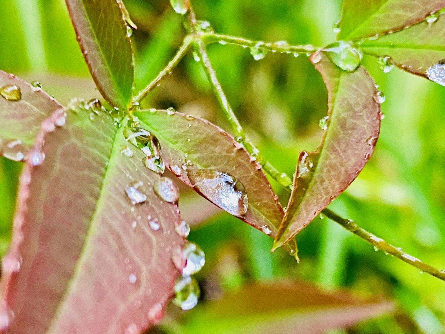 Primer plano de hojas rojizas con gotas de agua sobre un fondo verde