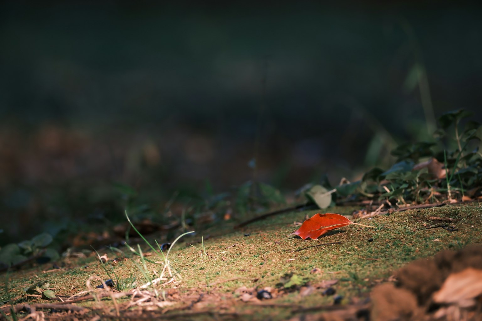 鲜艳的橙色叶子 resting 在绿色草坪上