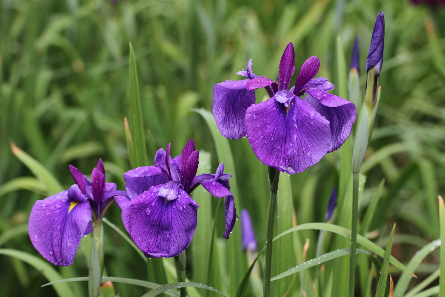 Raggruppamento di fiori viola in un ambiente verde