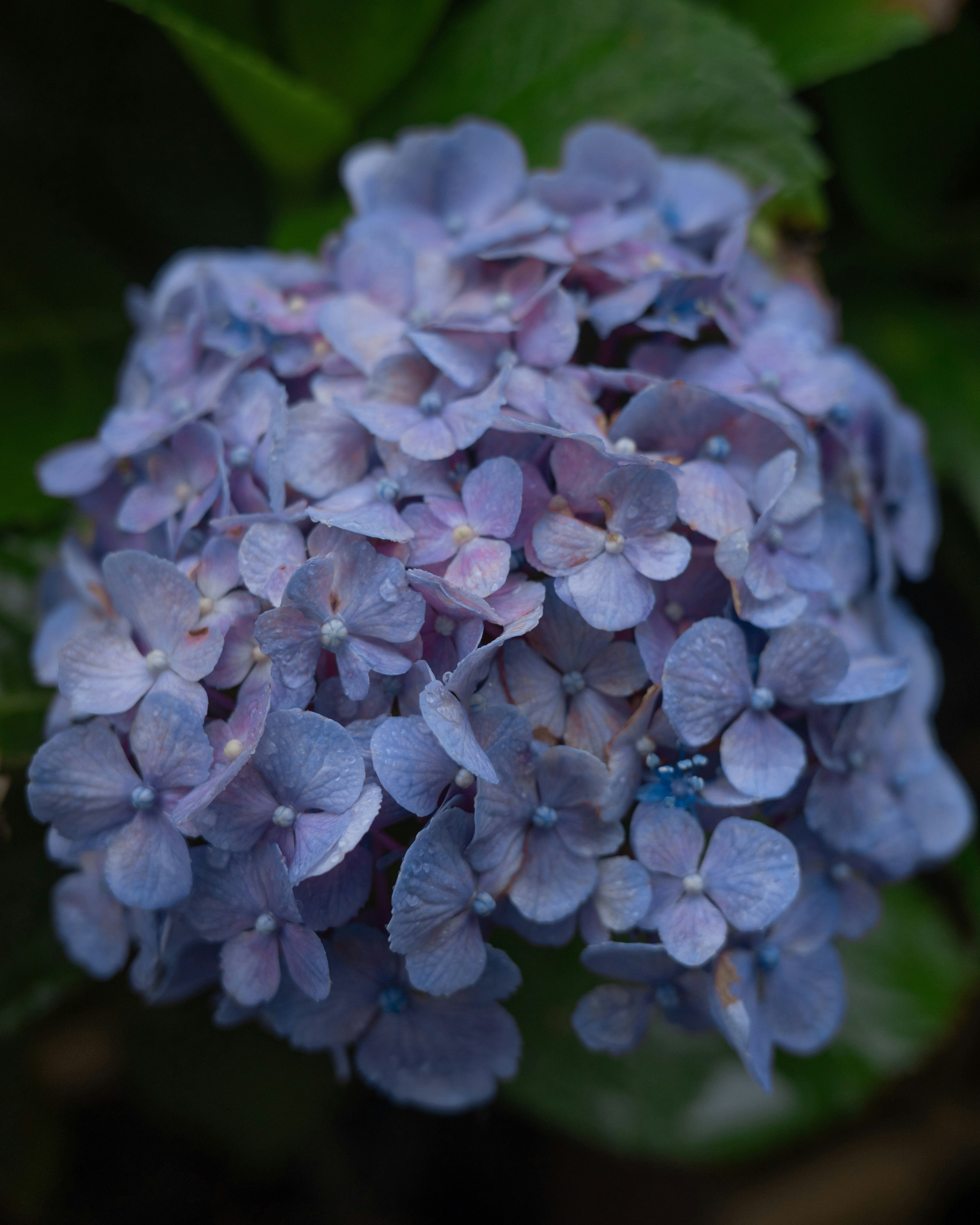 青紫のアジサイの花房のクローズアップ