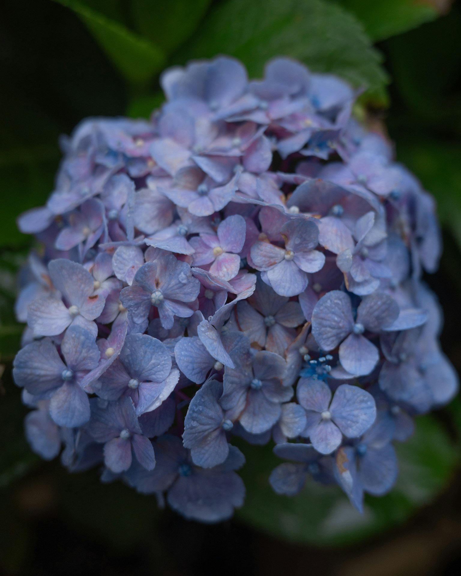 Nahaufnahme einer blauen Hortensienblüte