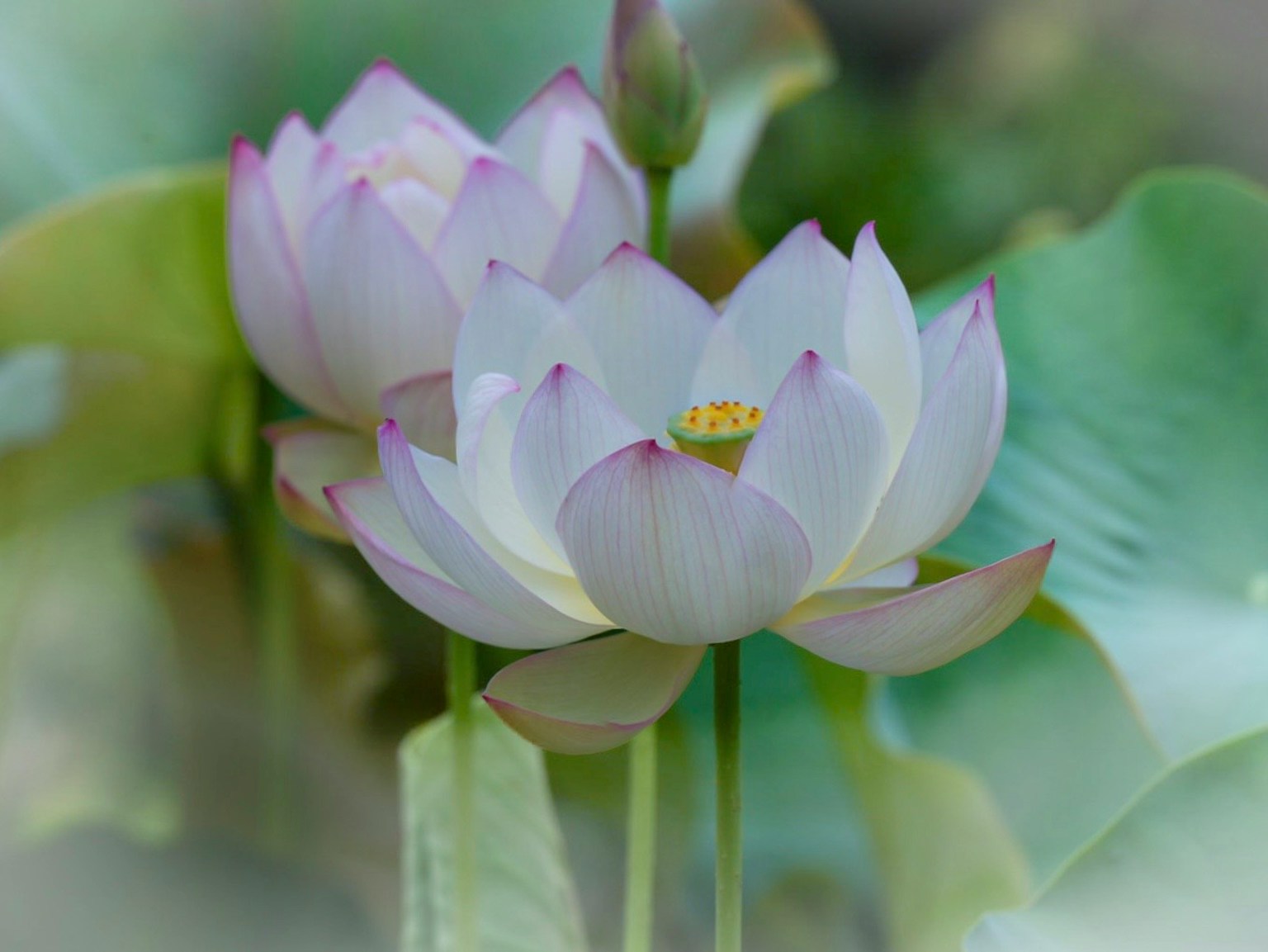 Deux fleurs de lotus blanches élégantes en pleine floraison avec des bords rose doux