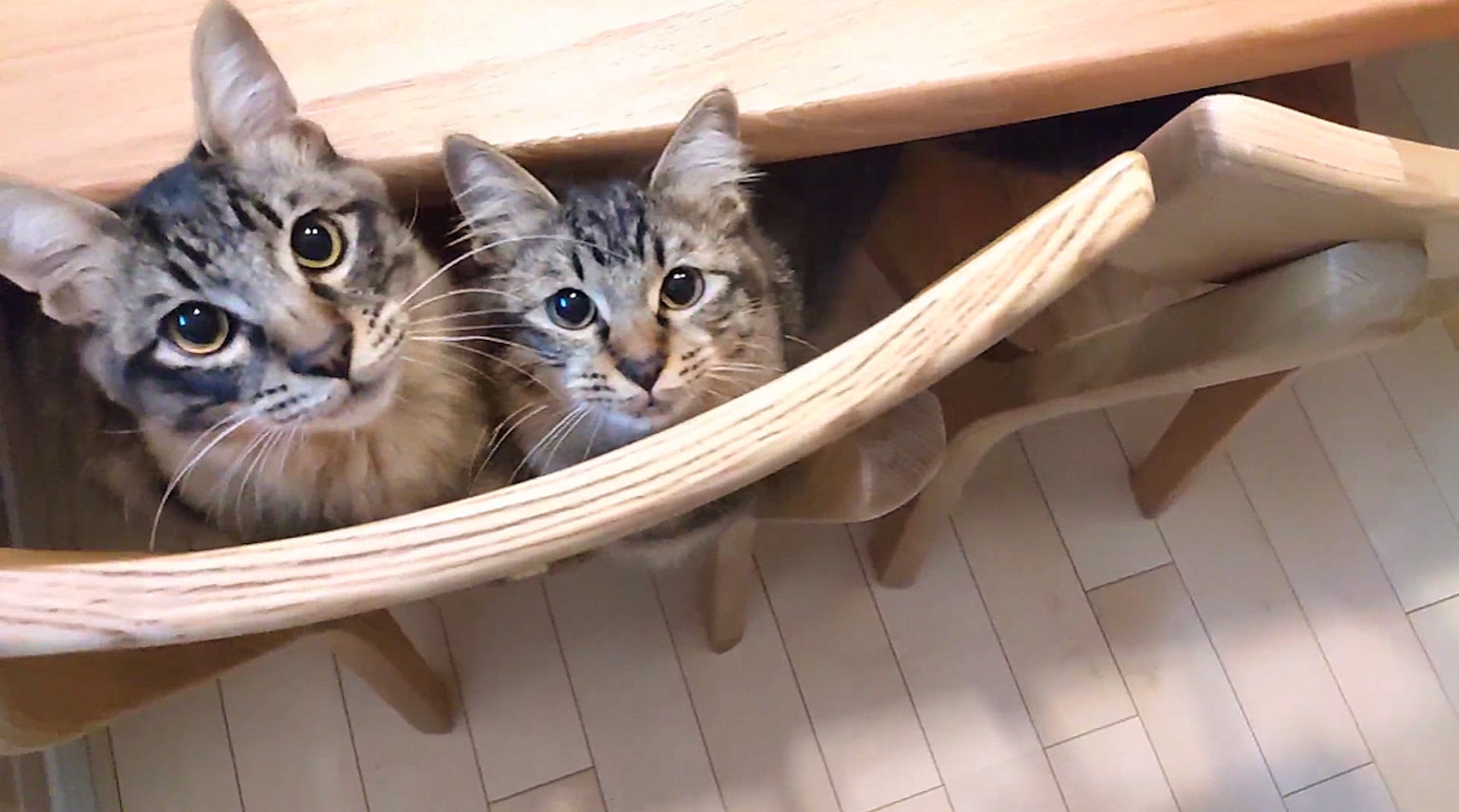 两只猫从木椅子下探出头来