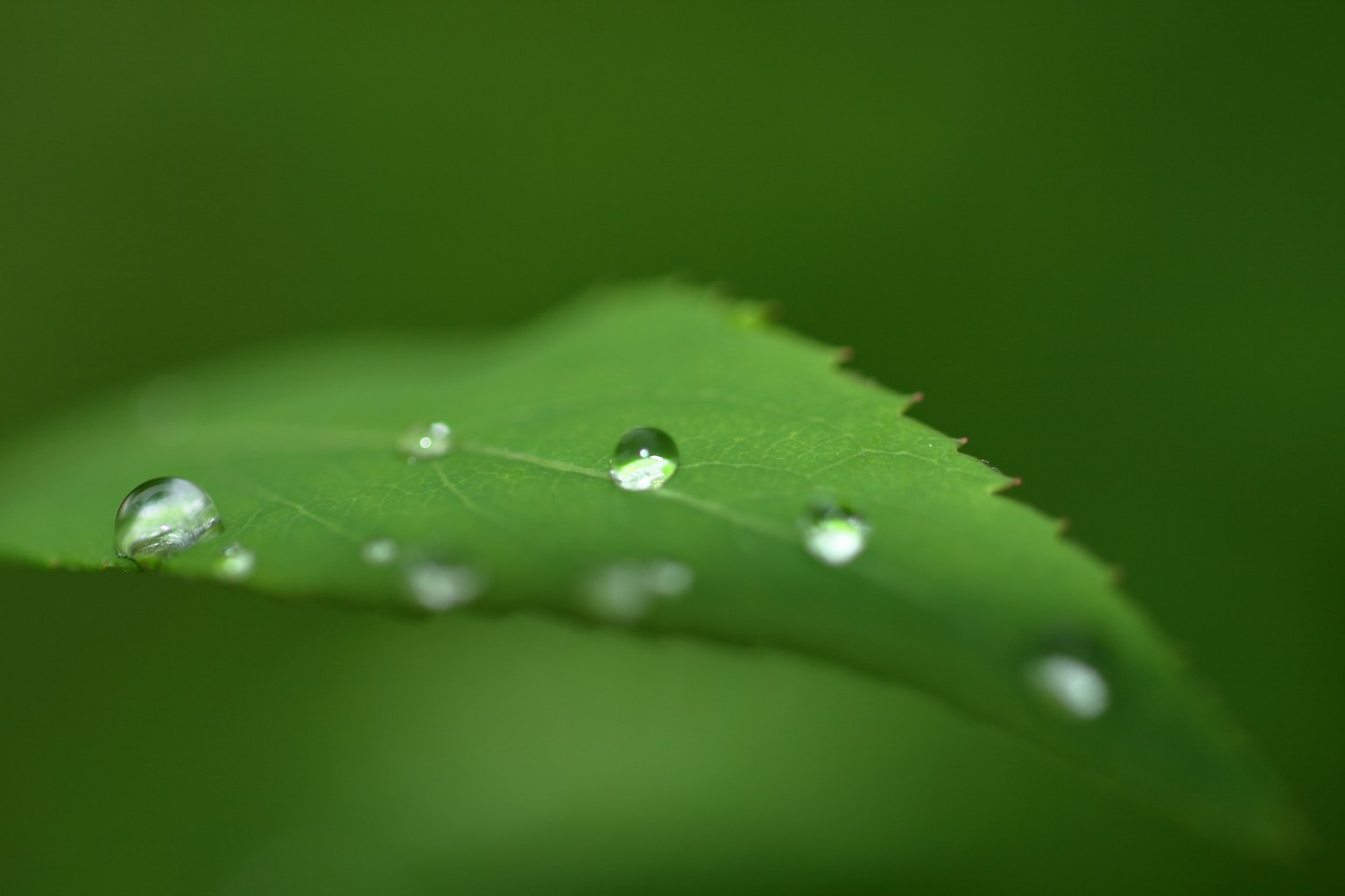 Foto in primo piano di una foglia verde con diverse gocce d'acqua