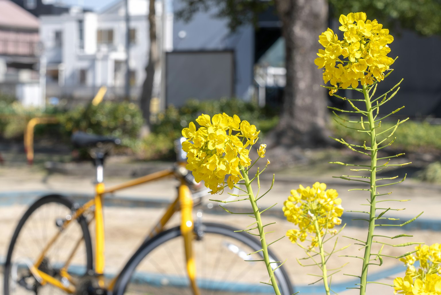 公園場景，黃色花朵和一輛自行車