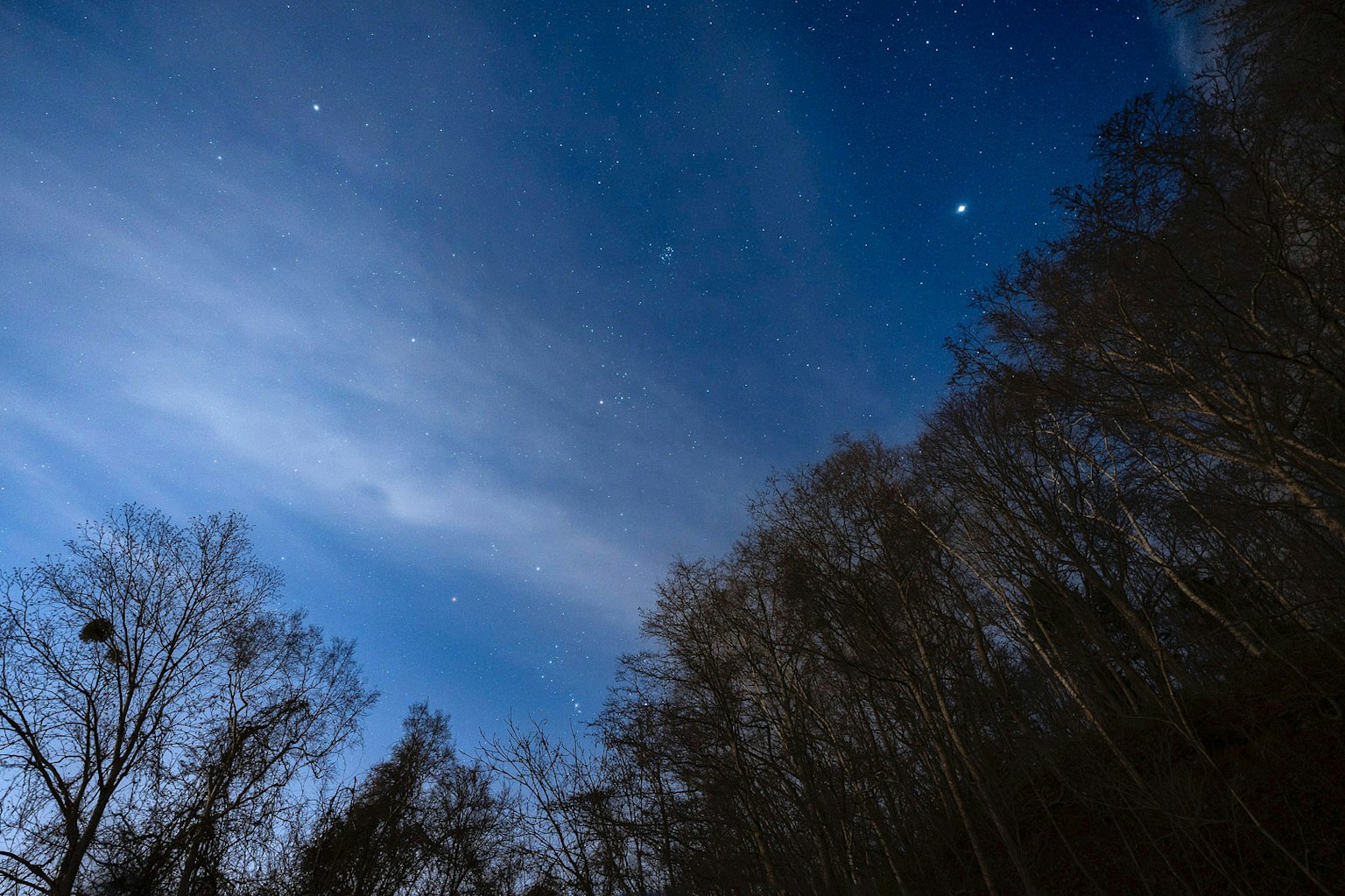 Cielo estrellado nocturno con árboles en silueta