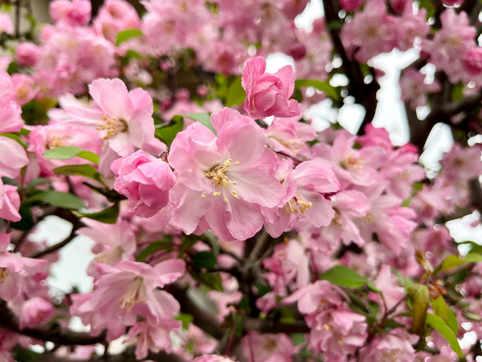 Primer plano de flores de cerezo en flor en una rama