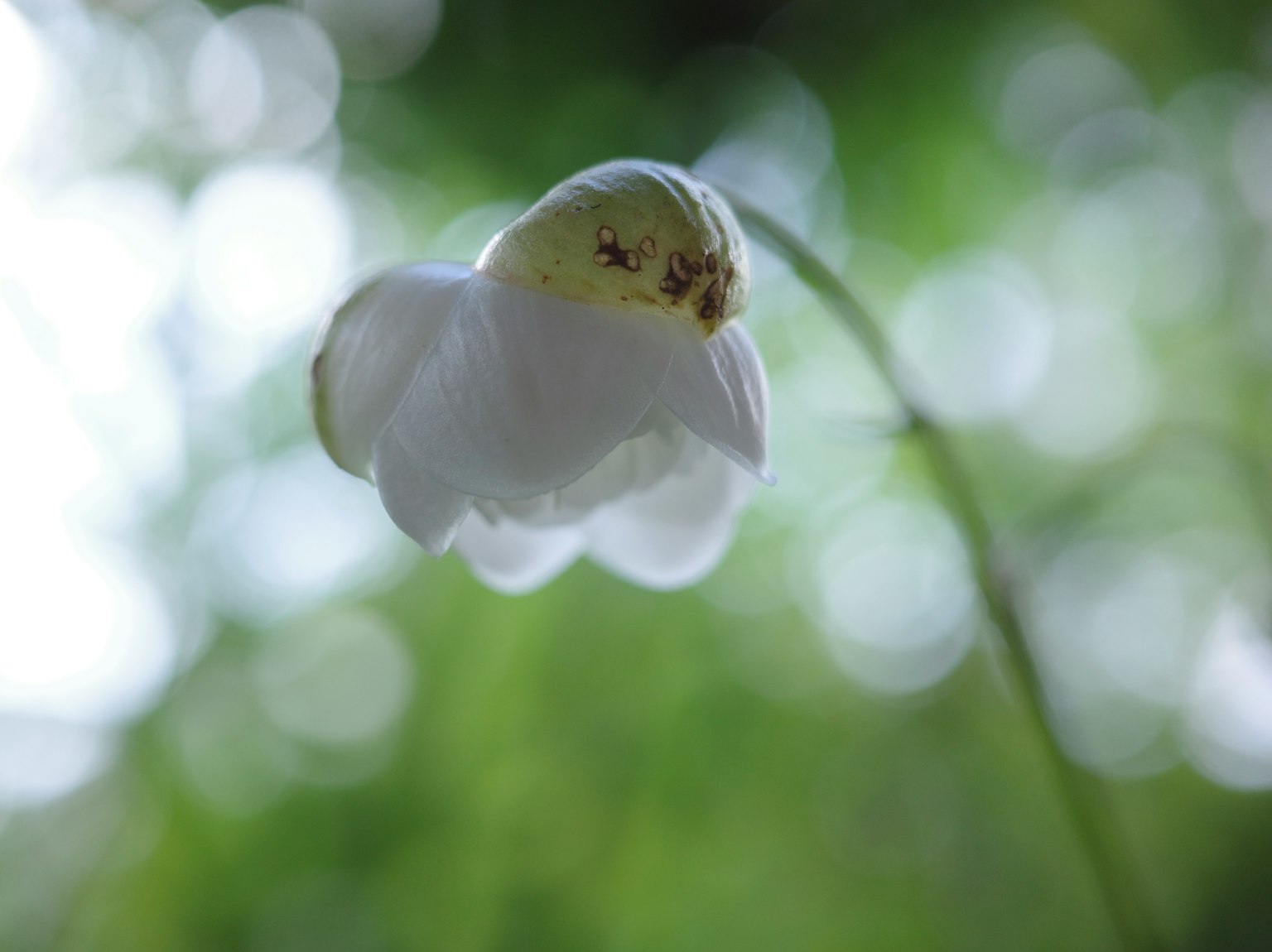 Acercamiento de una flor blanca con un fondo verde borroso