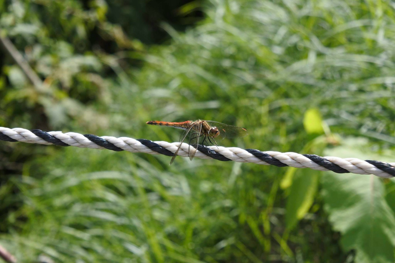 Primo piano di una libellula appollaiata su una corda con sfondo verde