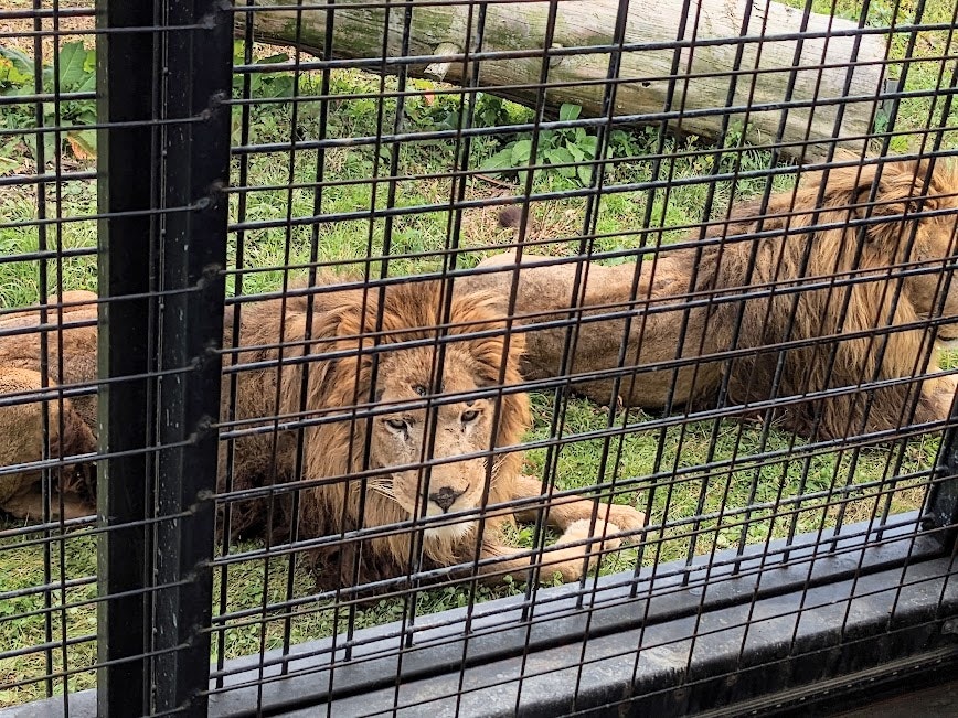 柵の中のライオンの横顔