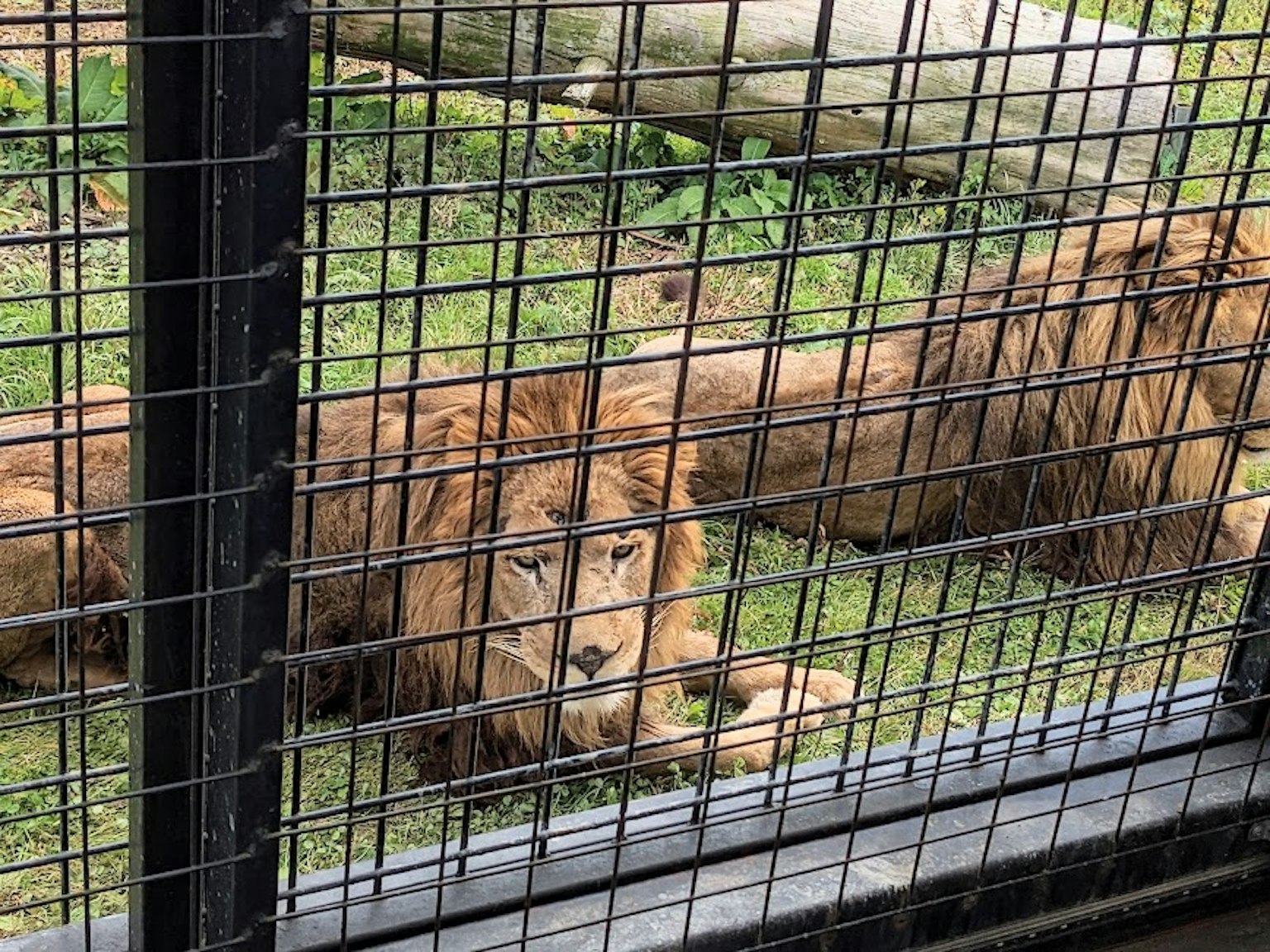 在動物園圍欄內躺著的獅子