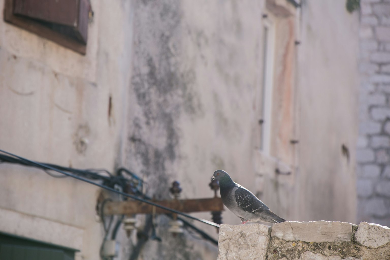 Un piccione appollaiato su un vecchio muro di pietra con uno sfondo di edificio sfocato