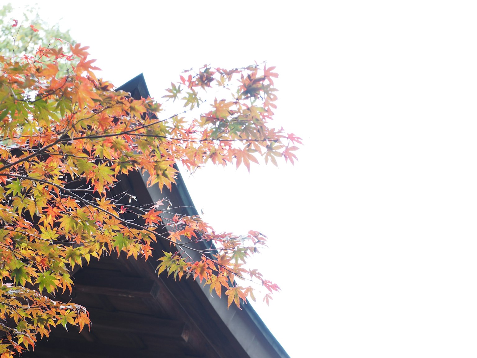 Feuilles d'érable rouges au-dessus d'un toit sombre contre un ciel lumineux