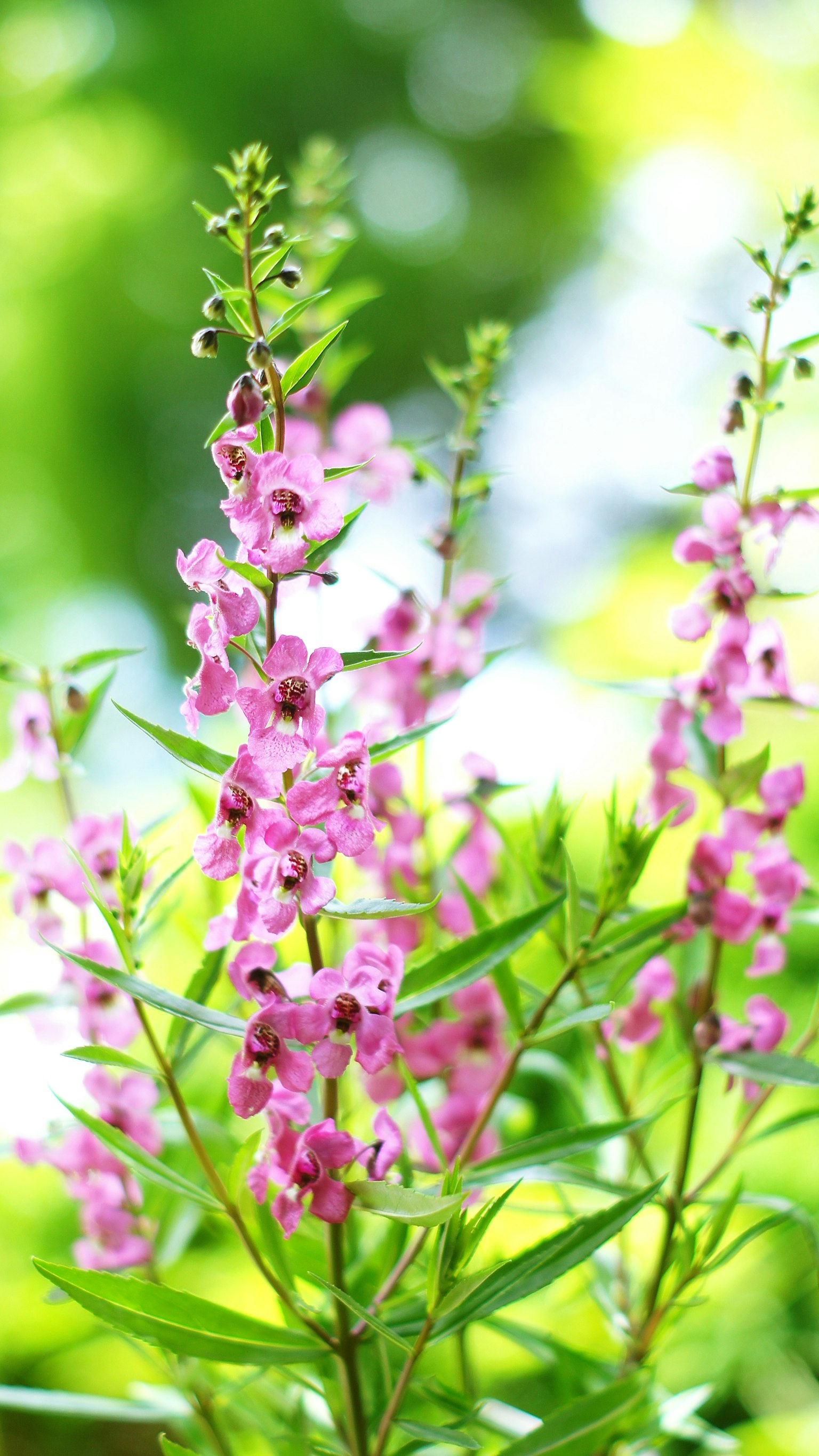 Primo piano di fiori rosa vivaci su una pianta con foglie verdi e sfondo sfocato
