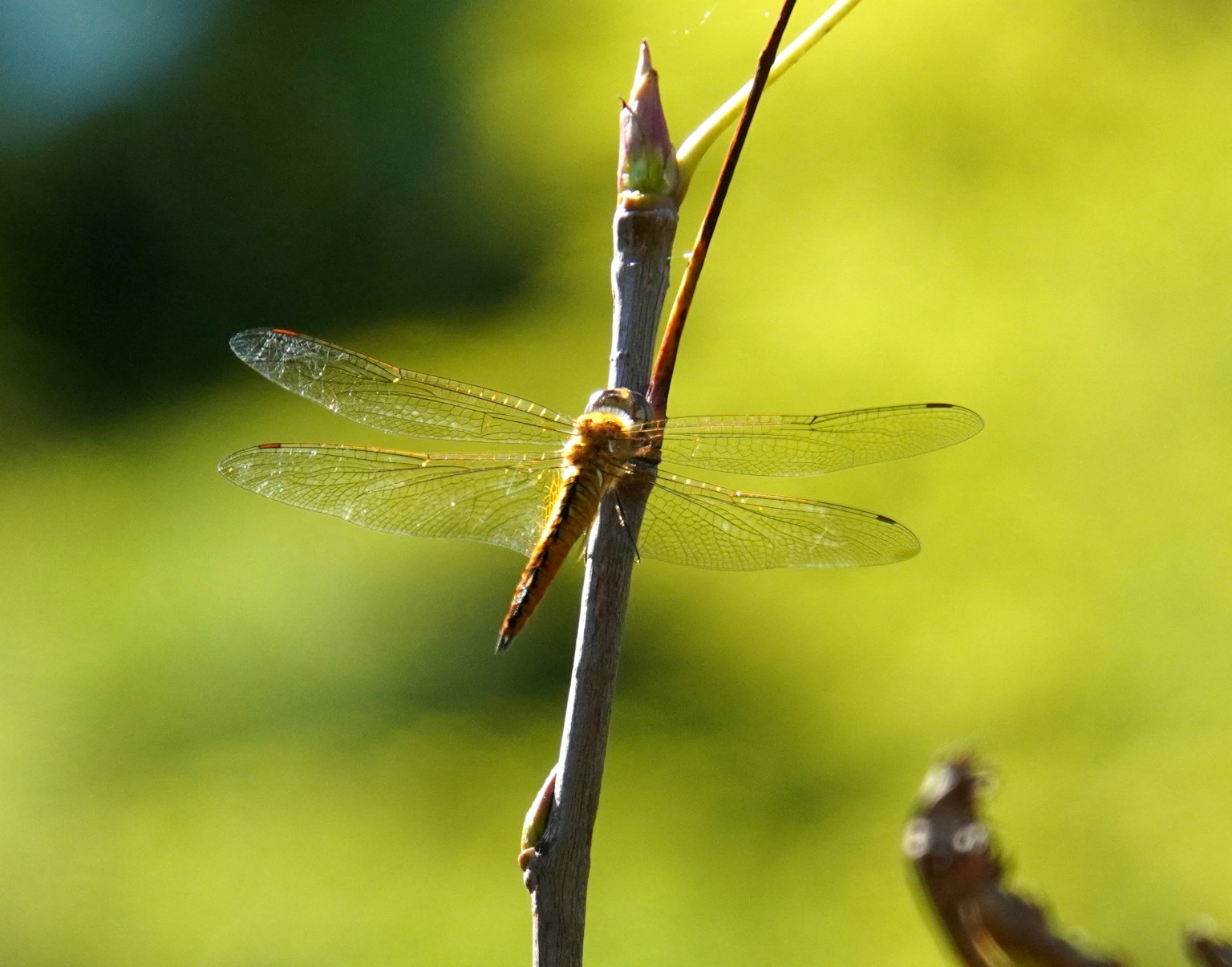 Una libellula appollaiata su un rametto con uno sfondo verde sfocato