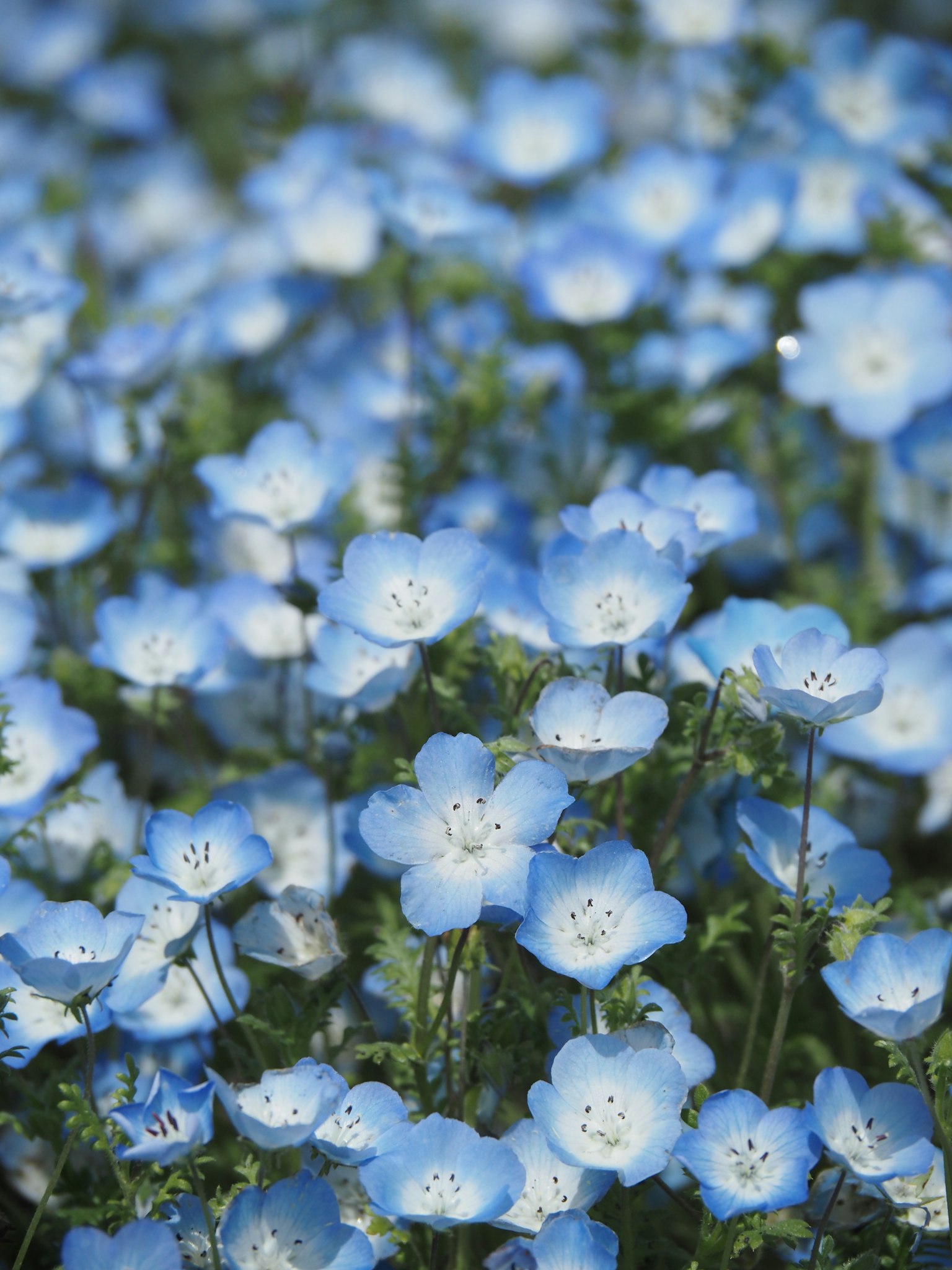 Un bellissimo campo di fiori blu in piena fioritura