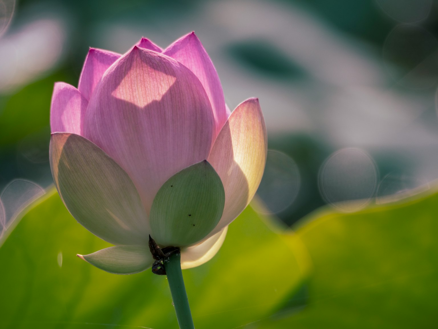 A pink lotus flower blooming above green leaves