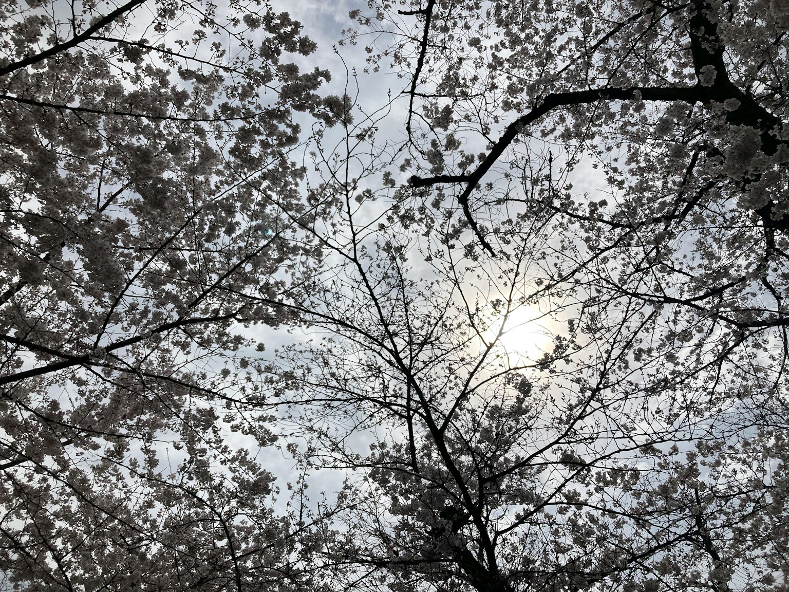 View of the sky and sunlight through cherry blossom trees