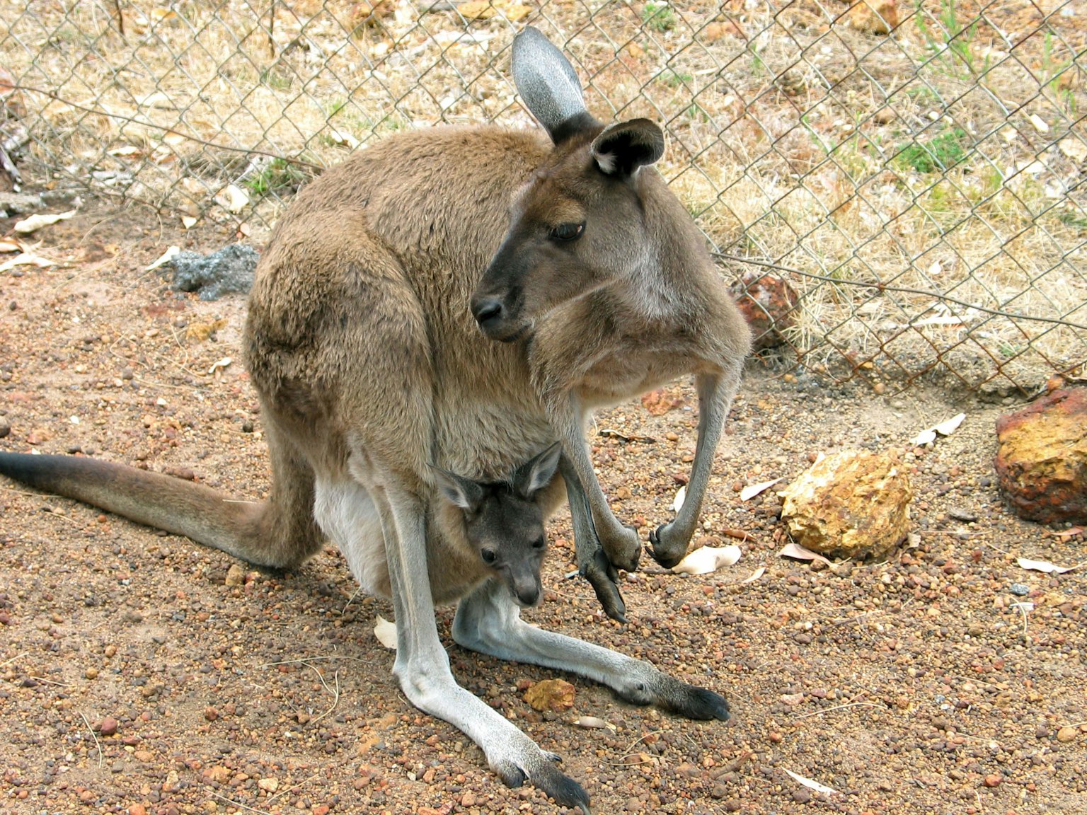 Kangguru dengan anak di kantongnya