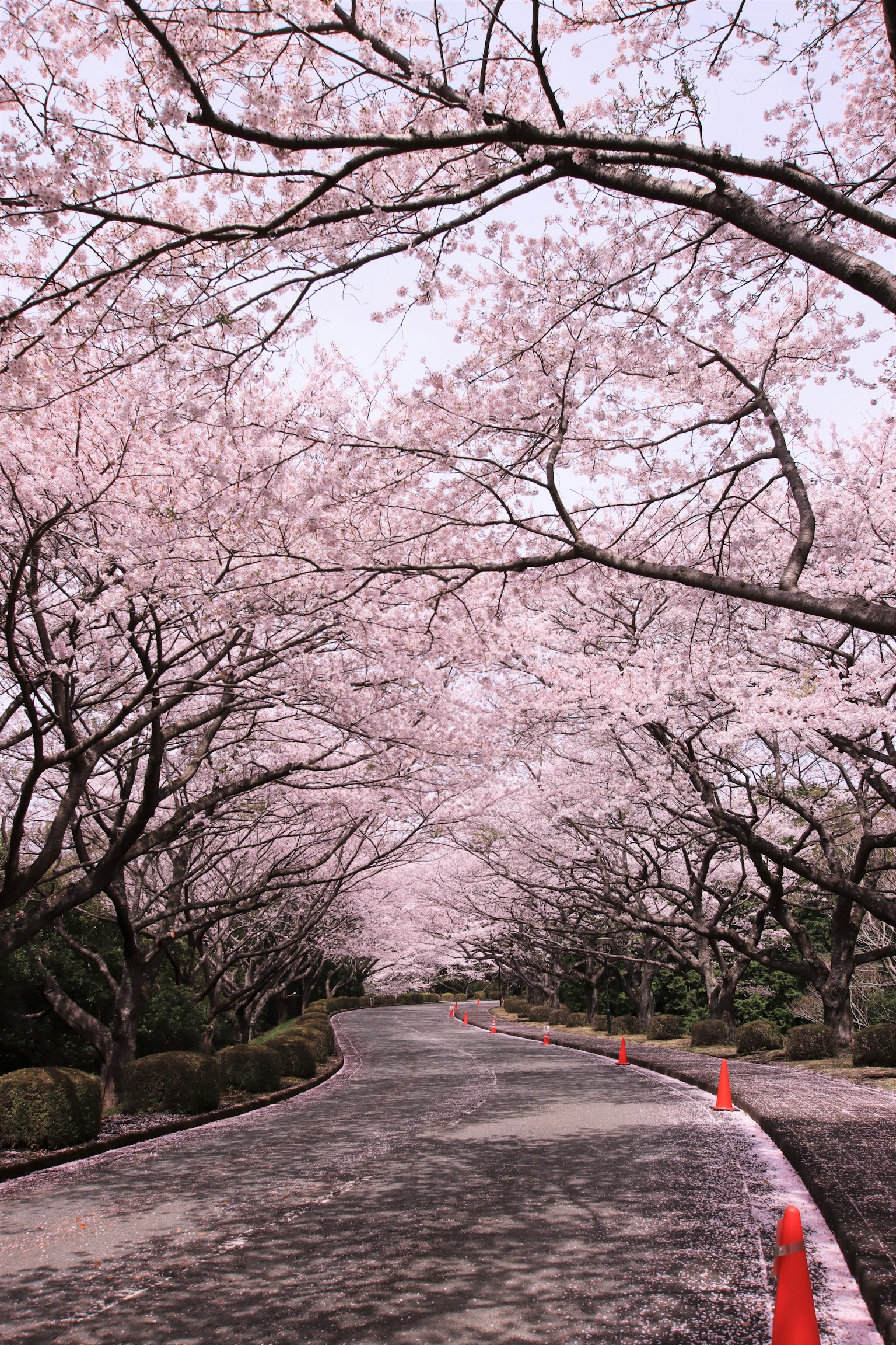 ภาพสวยงามของถนนที่มีต้นซากุระบานสีชมพูเรียงราย