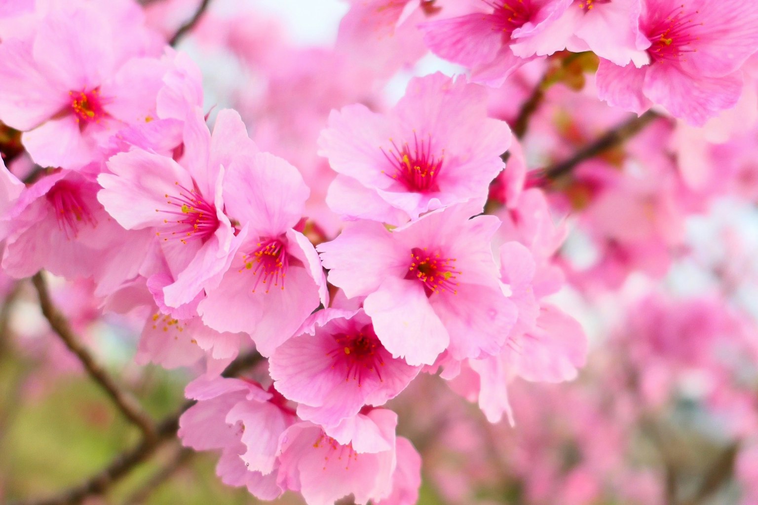 Primo piano di rami di ciliegio con fiori rosa vivaci e centri gialli