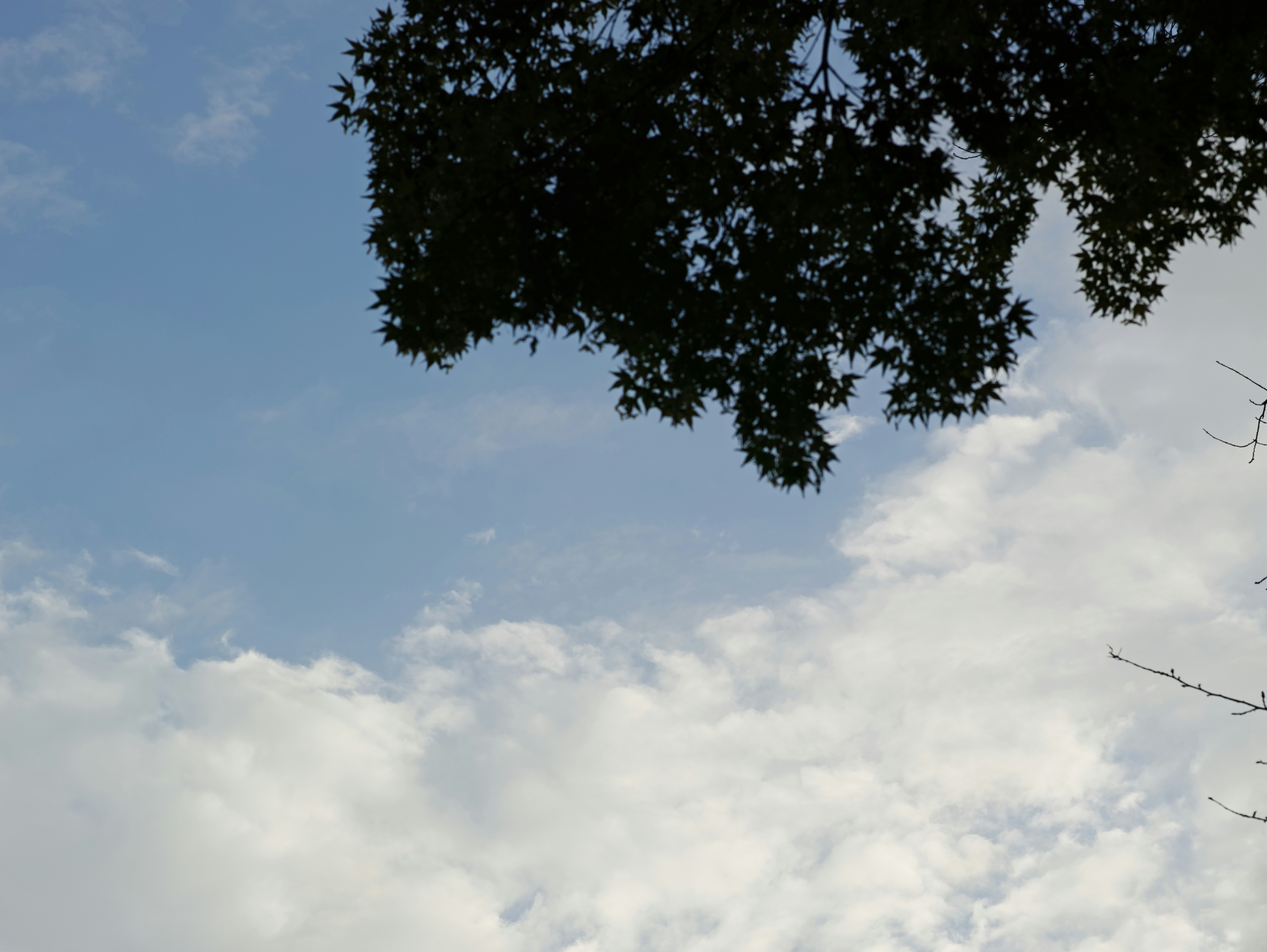 空に広がる雲と木の枝先