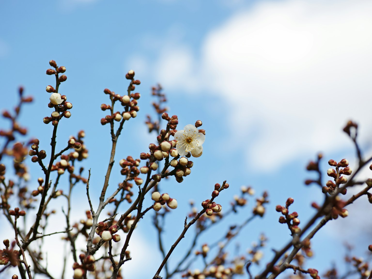 Branches with flower buds and blossoms under a blue sky
