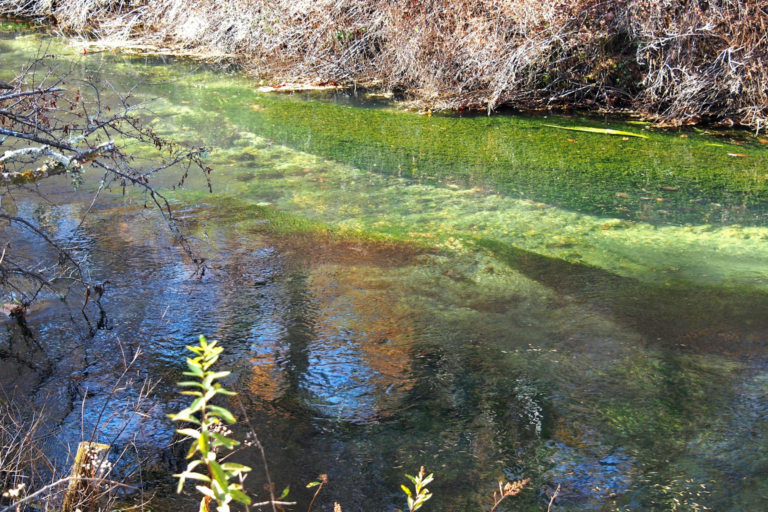 A tranquil river scene with green water and dry plants along the shore