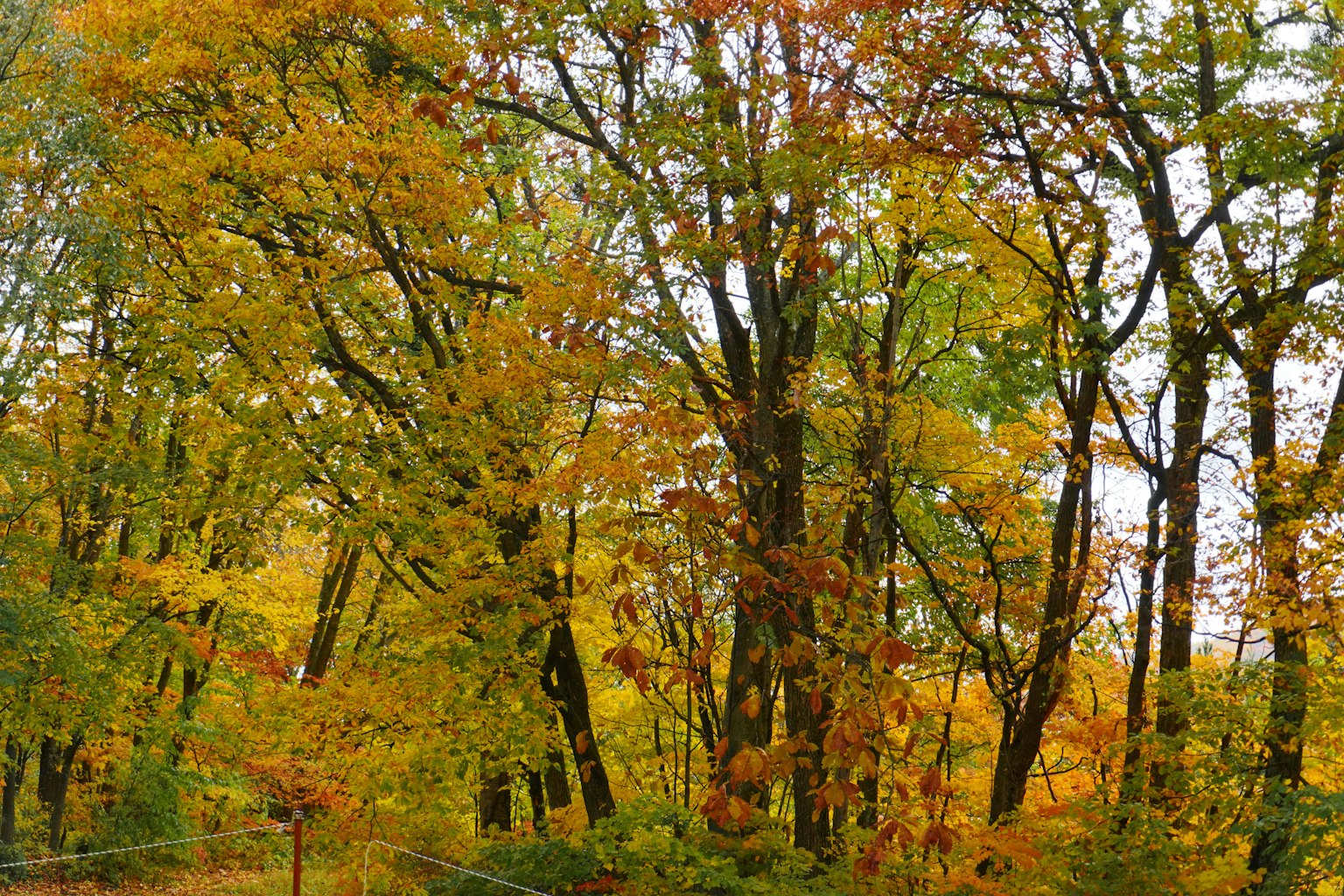 Malersicher Blick auf Bäume mit lebhaften Herbstfarben