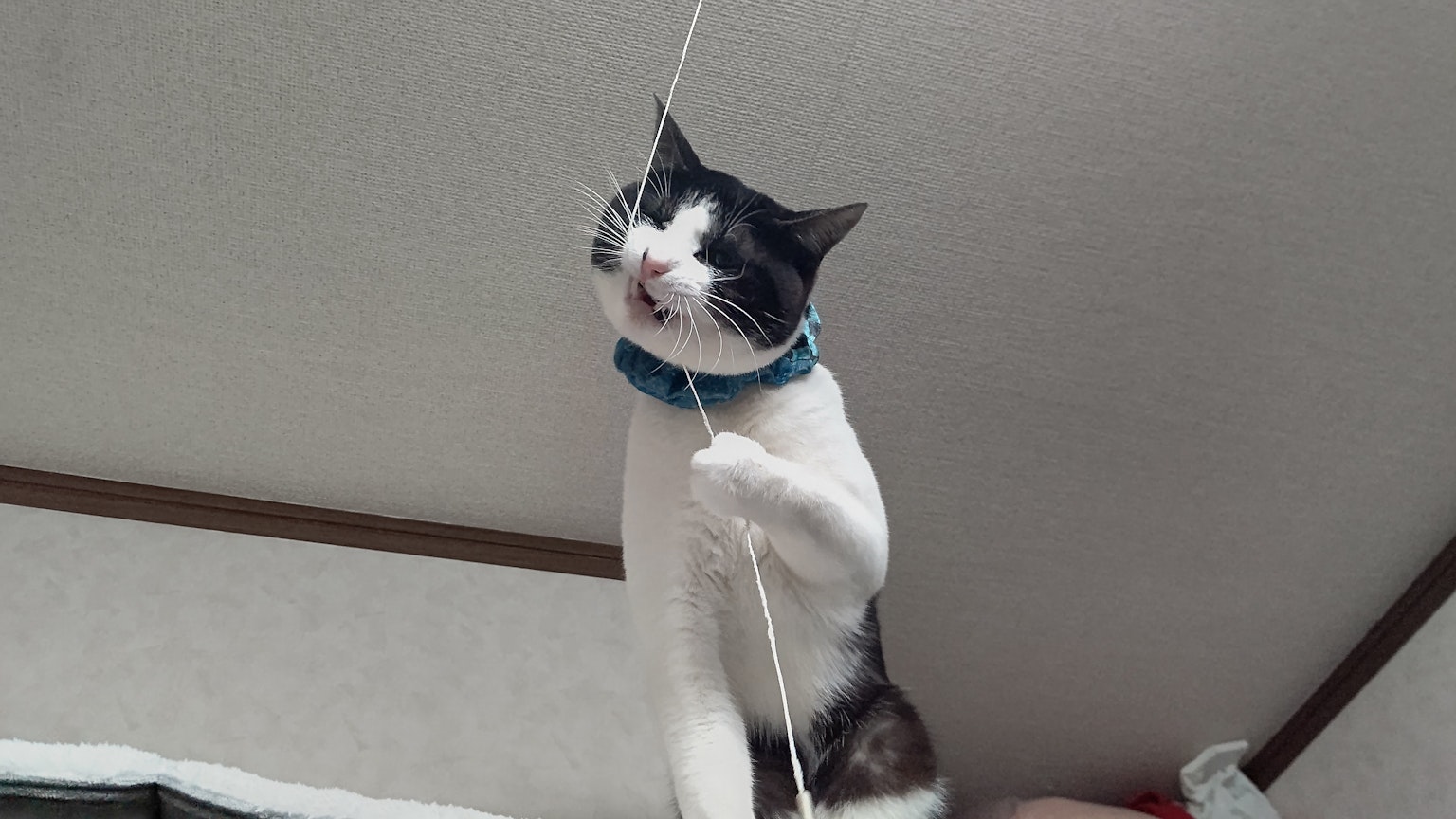 一只猫顽皮地拉着绳子