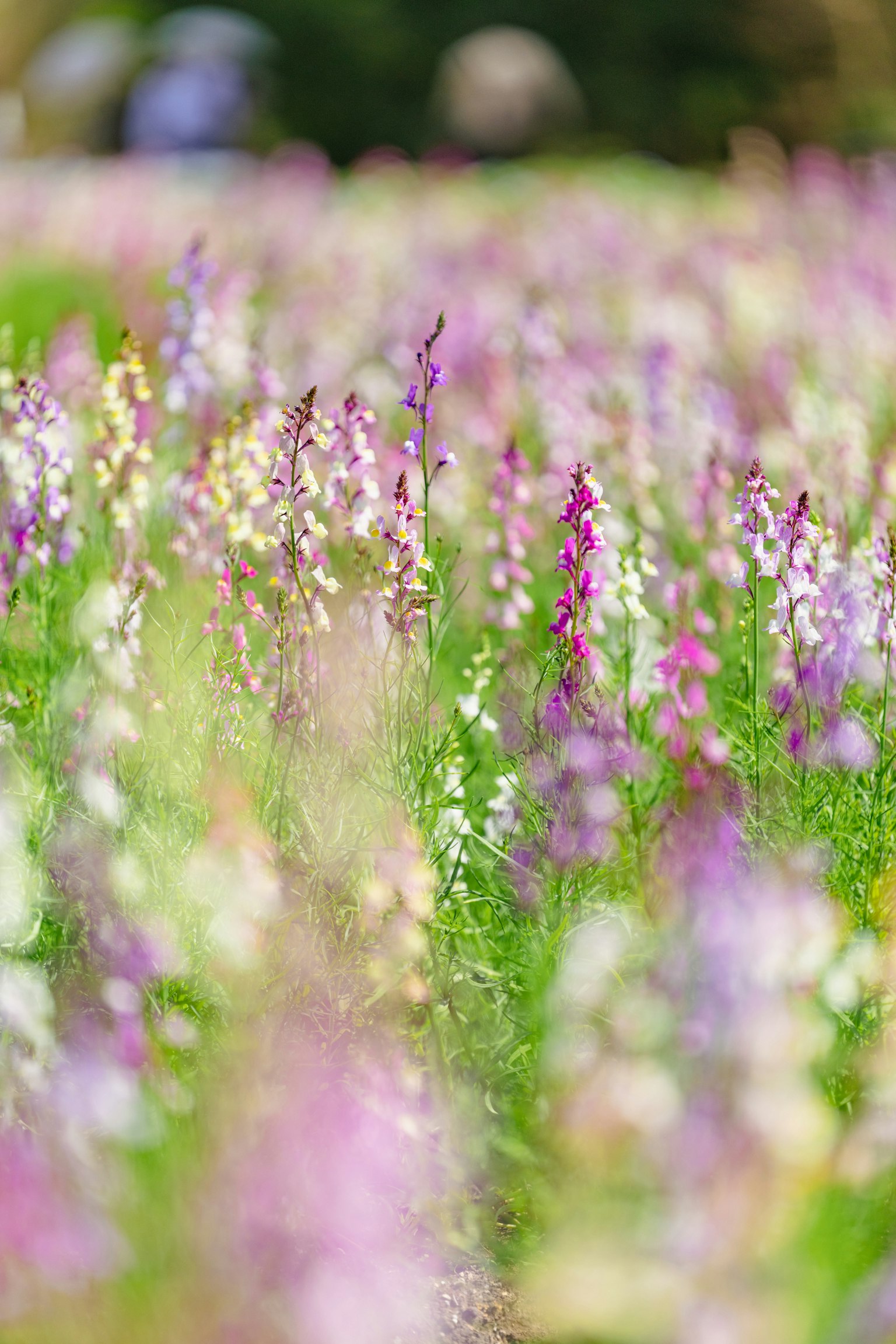 Un hermoso campo de flores coloridas en flor