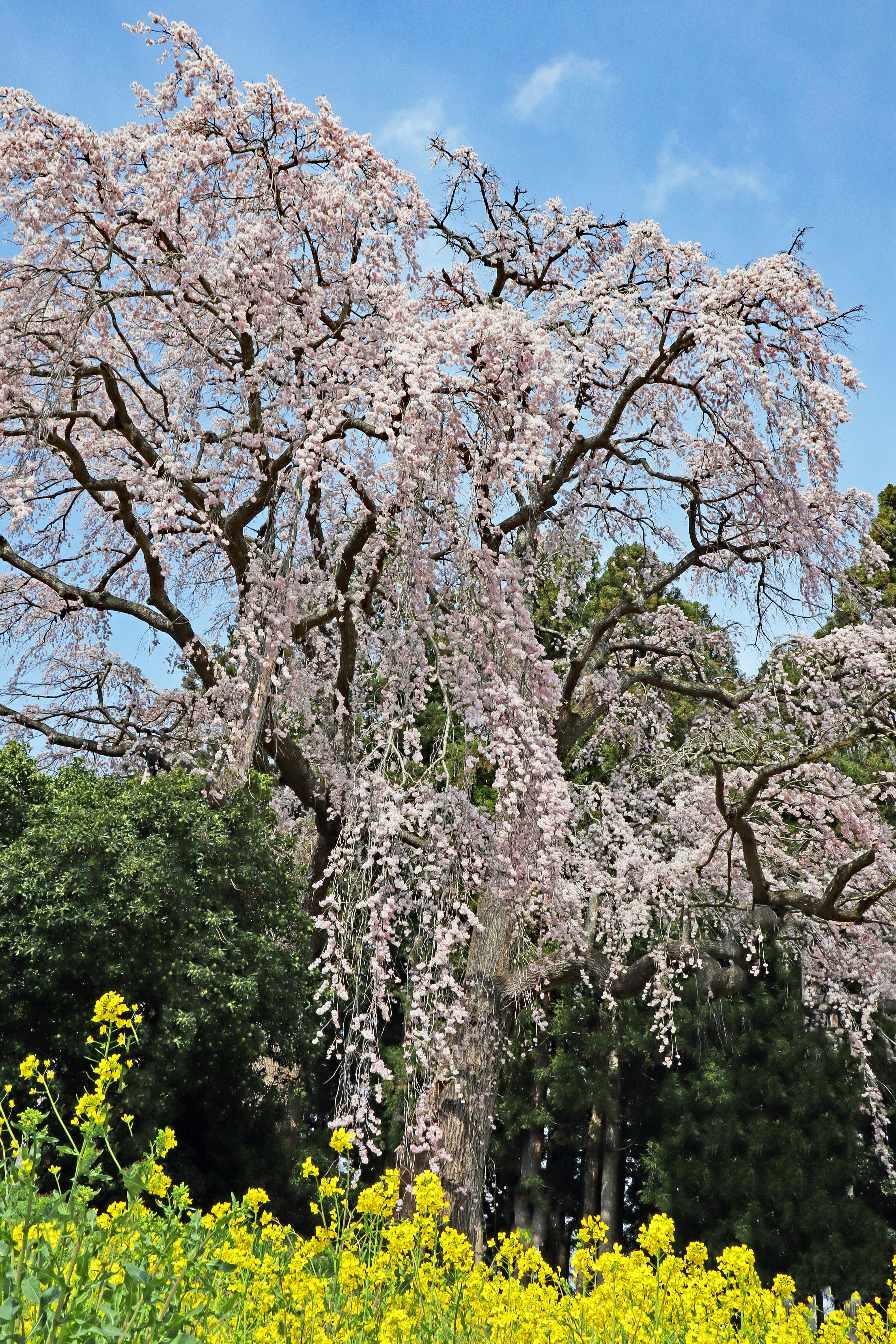 ต้นซากุระบานเต็มที่กับดอกเรพซีดสีเหลืองในฤดูใบไม้ผลิ