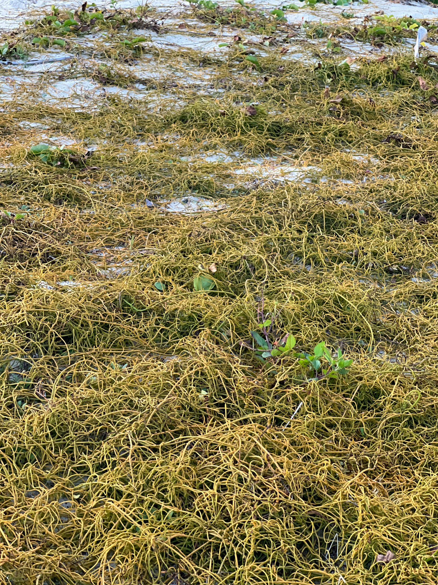黄色海藻和绿色植物遍布海岸