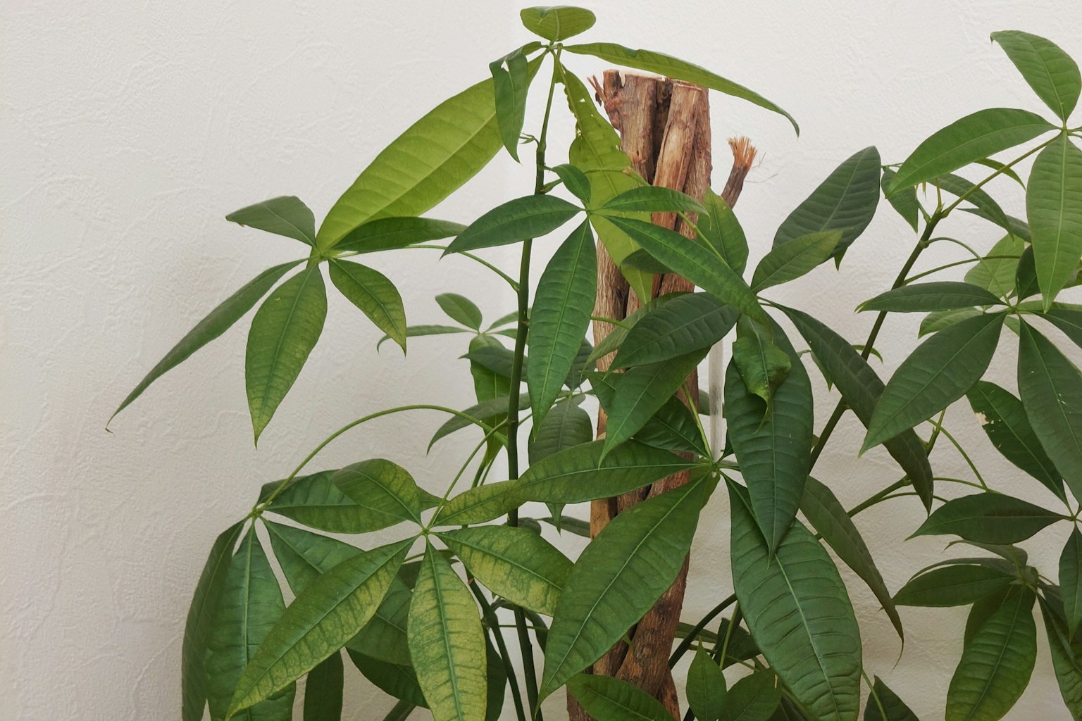 Primer plano de una planta de interior verde exuberante con hojas anchas
