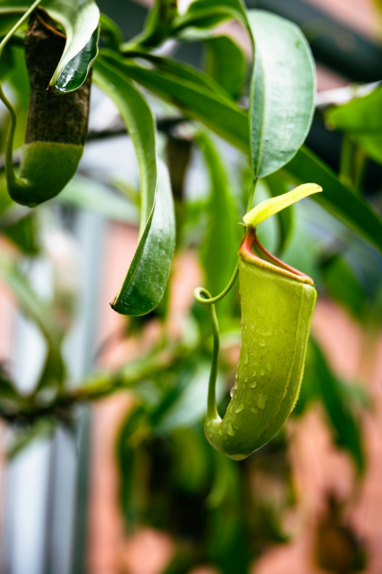 Green pitcher plant hanging among leaves