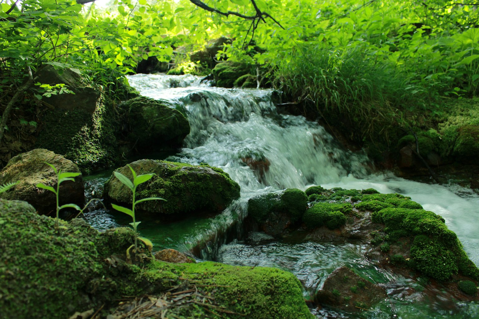 Un arroyo que fluye sobre rocas cubiertas de musgo rodeado de vegetación verde exuberante