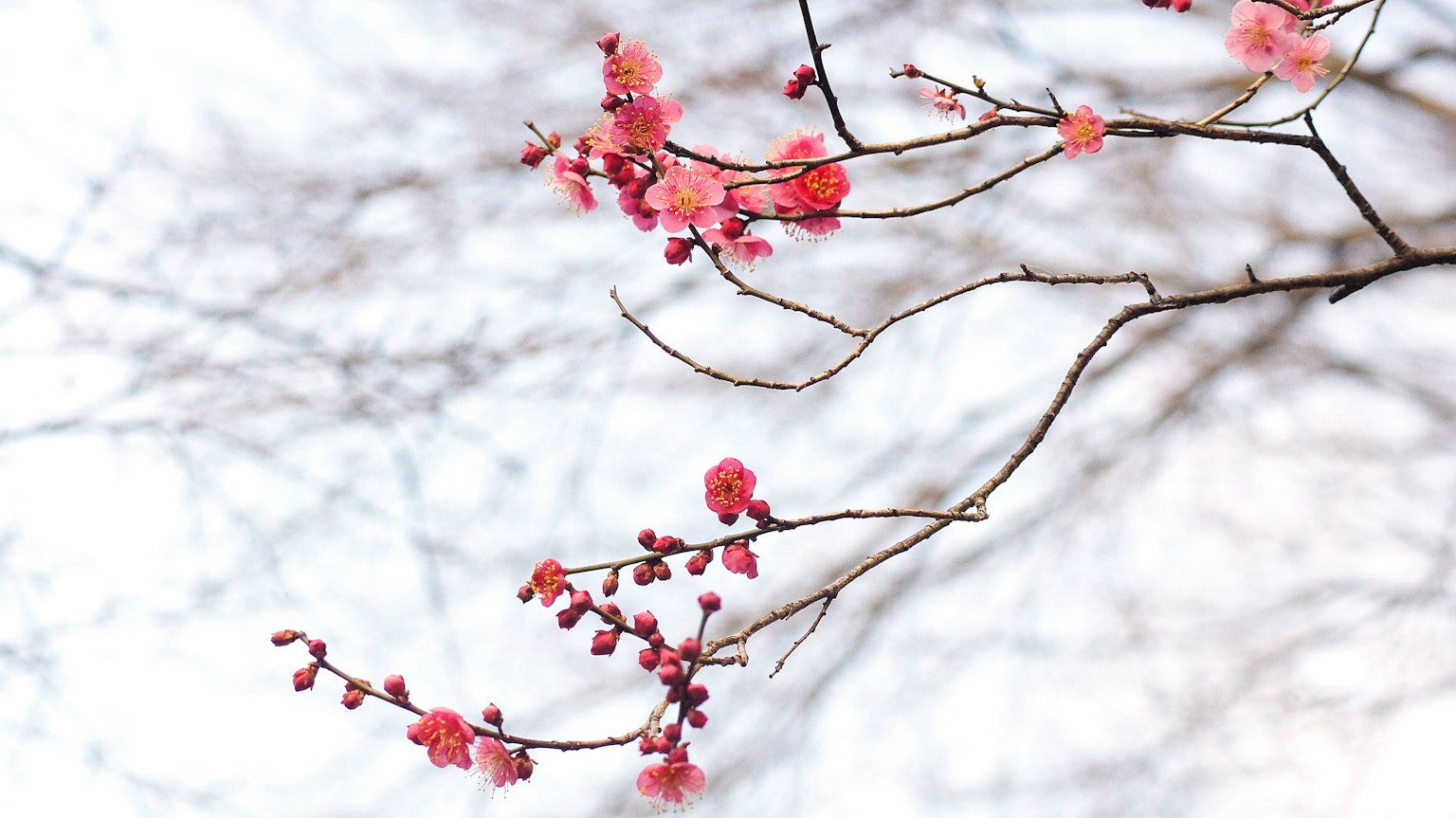 Cherry blossoms on branches against a soft cloudy sky
