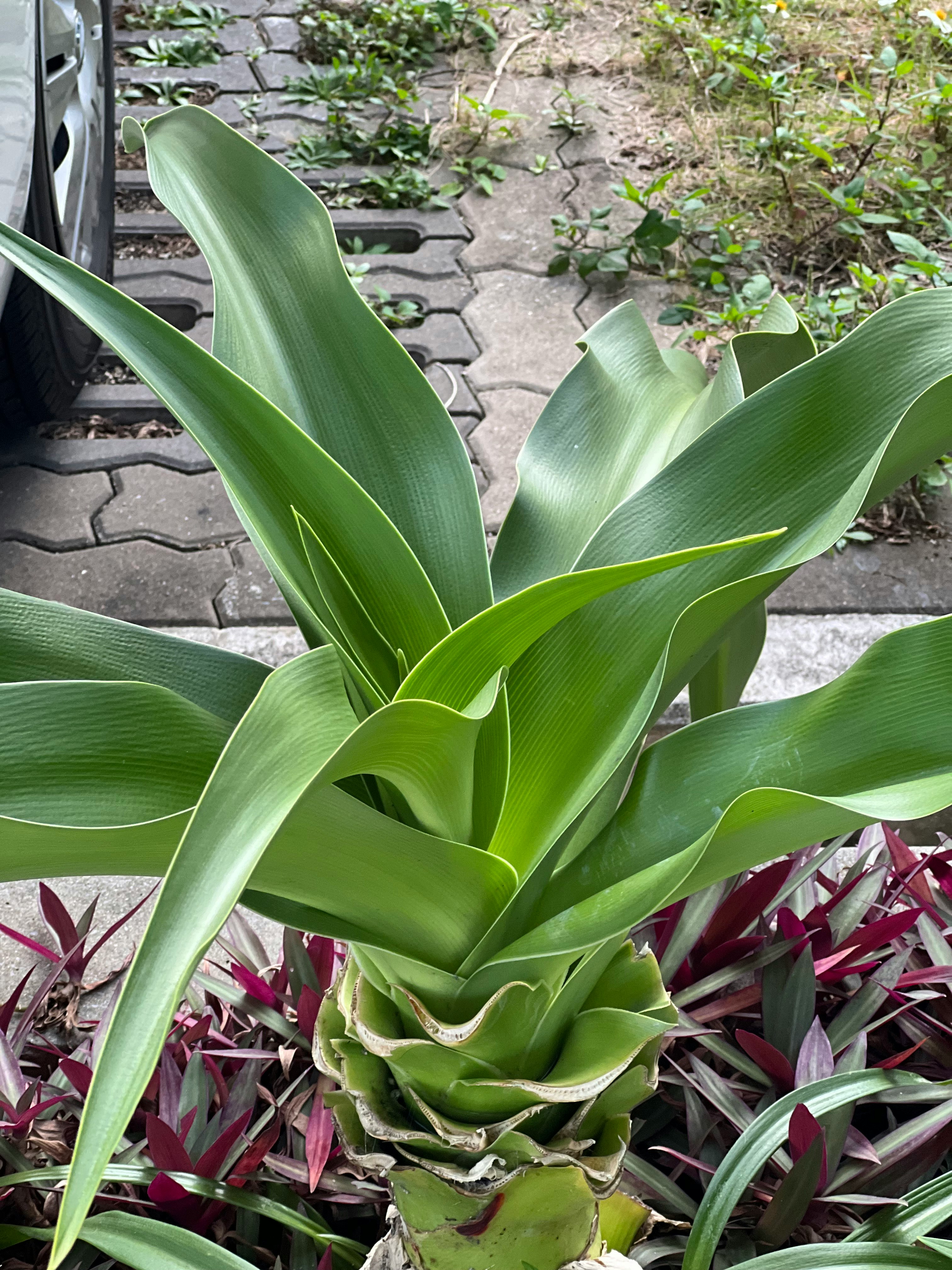 歩道の縁に生える観葉植物の新芽