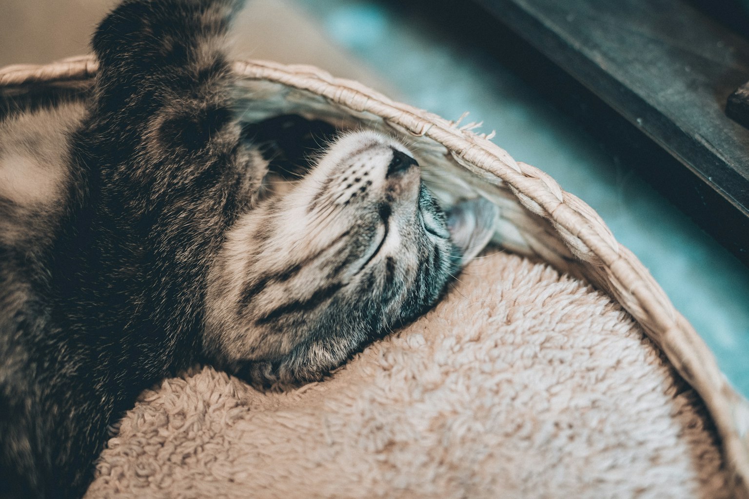 一只猫在舒适的床上睡觉
