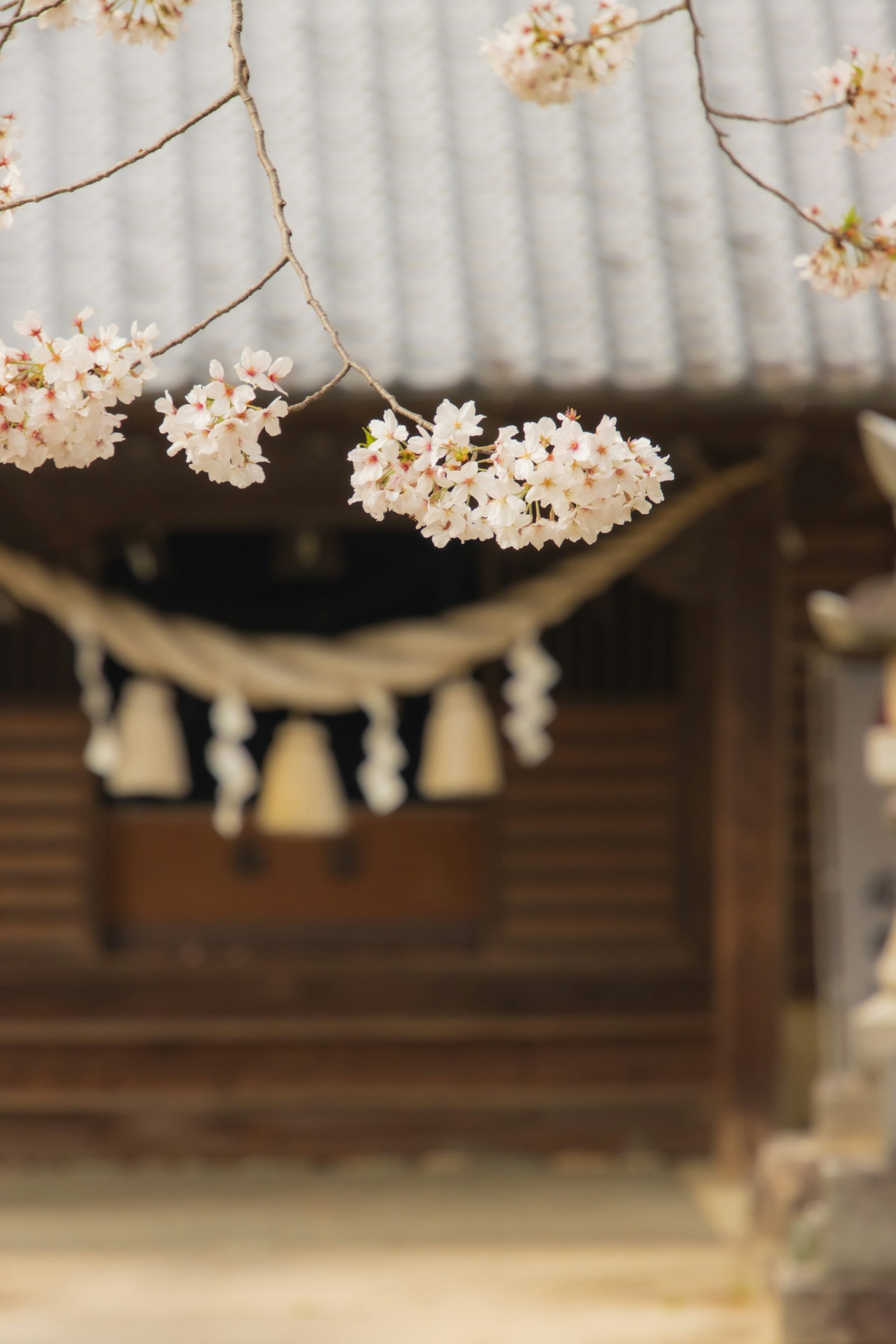 櫻花在一座古老的日本建築前