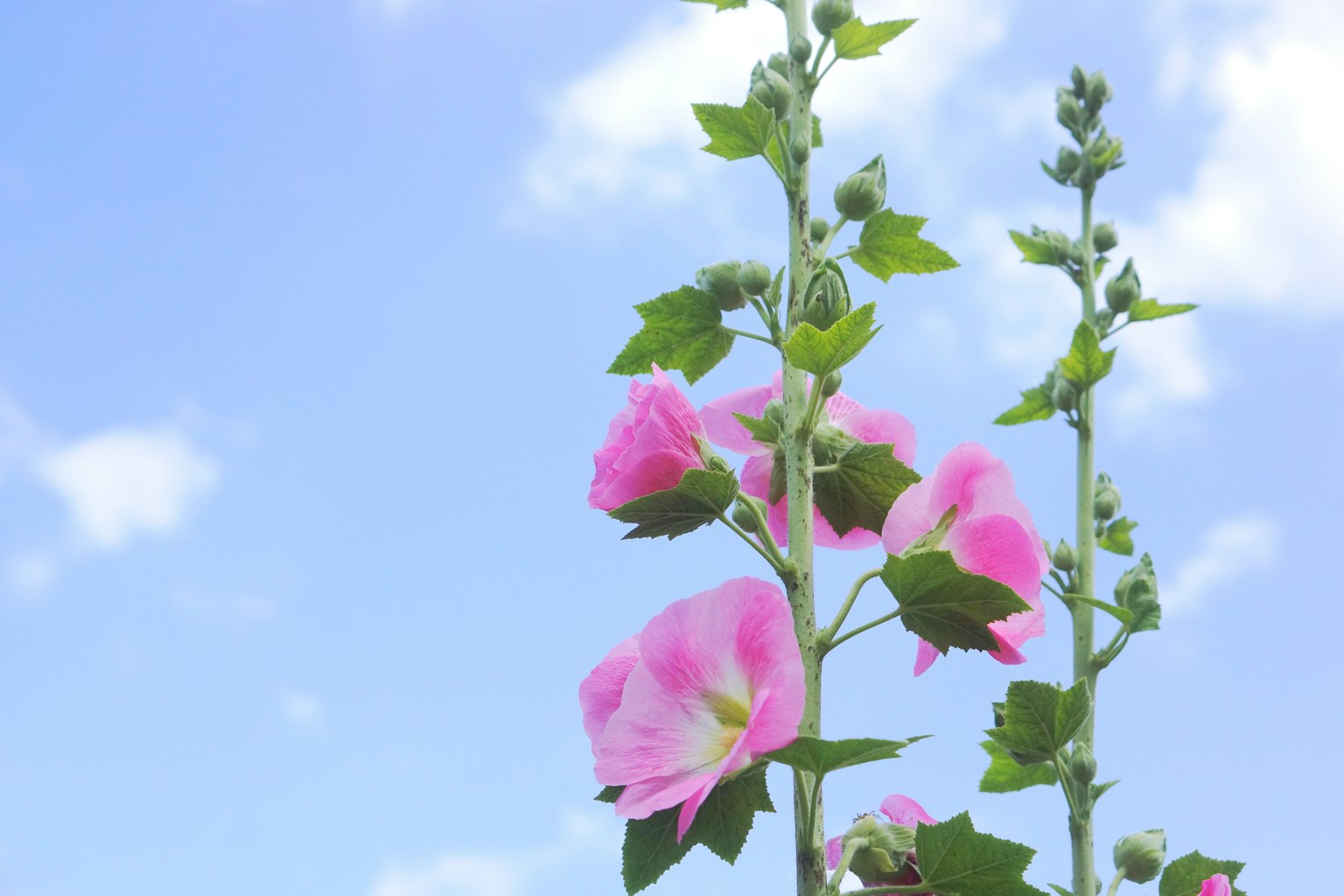 Flores rosas floreciendo contra un cielo azul