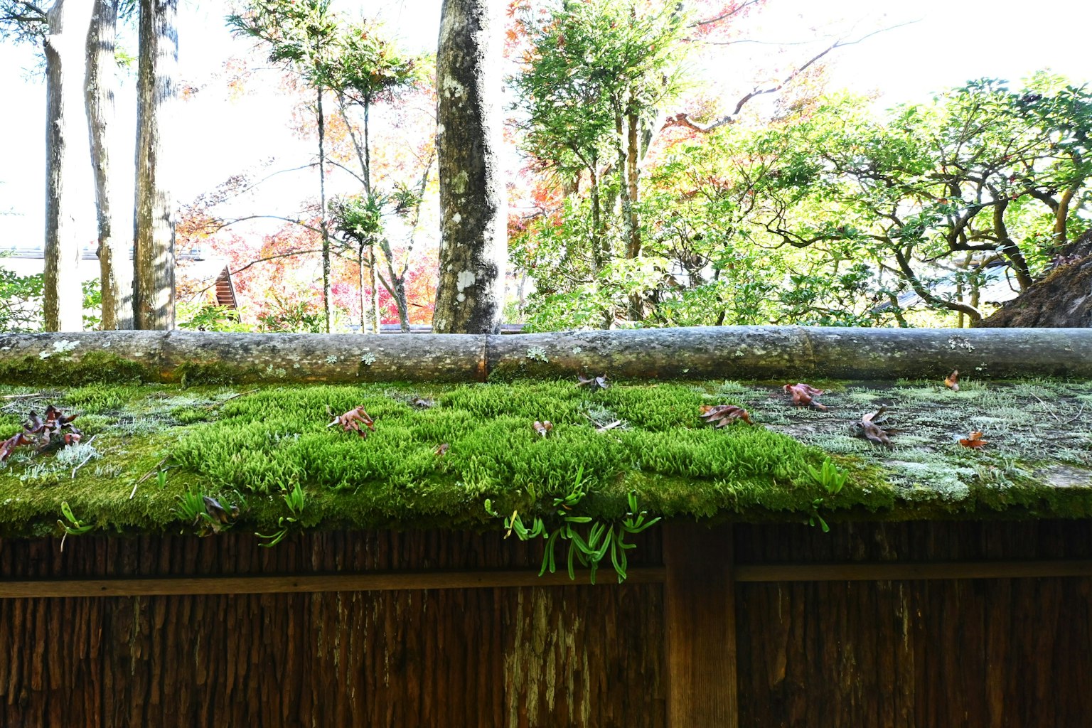 覆盖苔藓的屋顶与背景中的树木