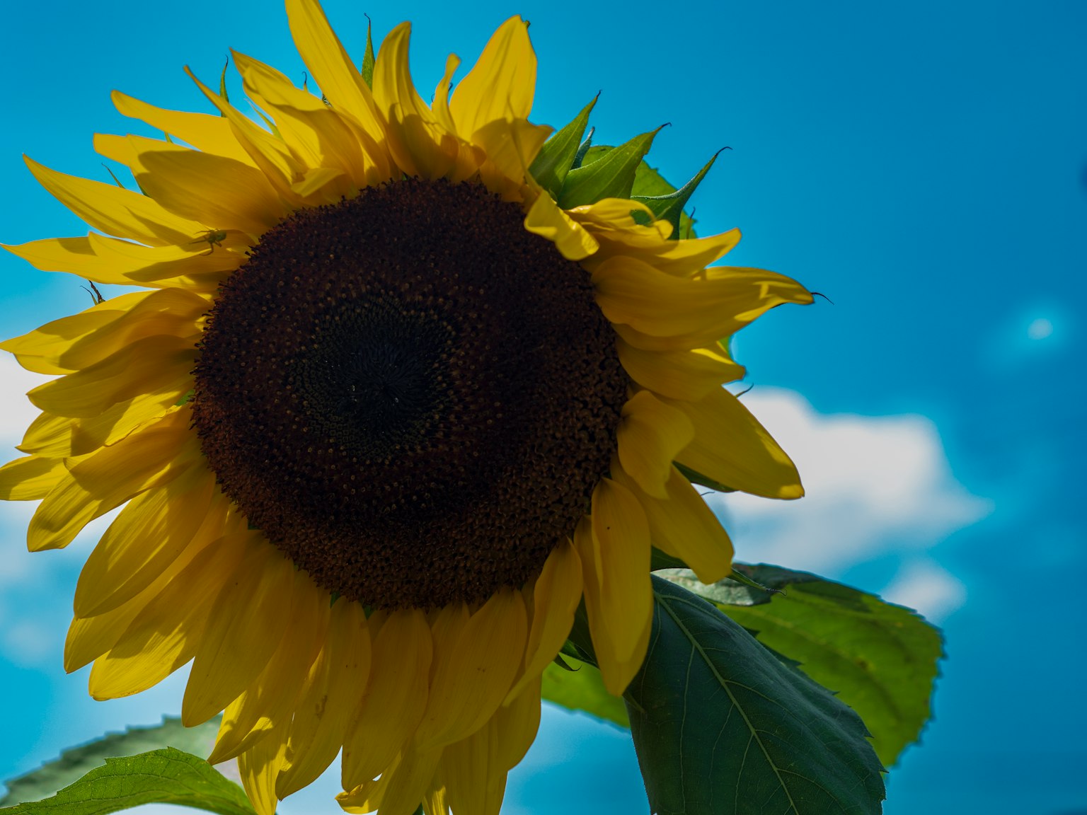 Primo piano di un girasole sotto un cielo blu